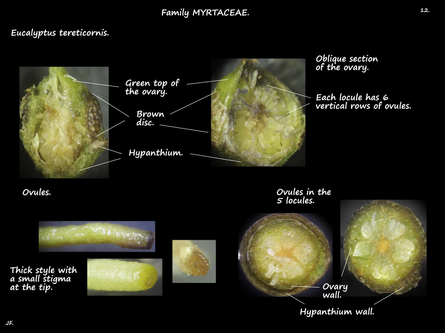 12 Eucalyptus tereticornis ovary & style