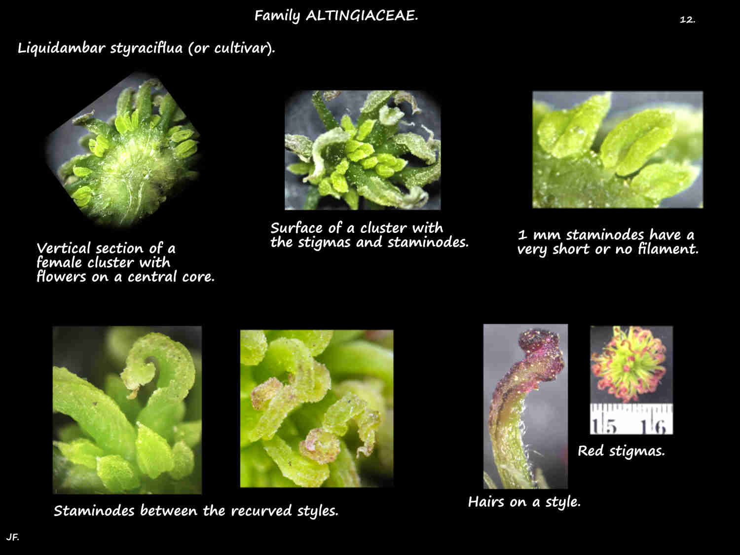 12 Female Liquidambar styraciflua flowers