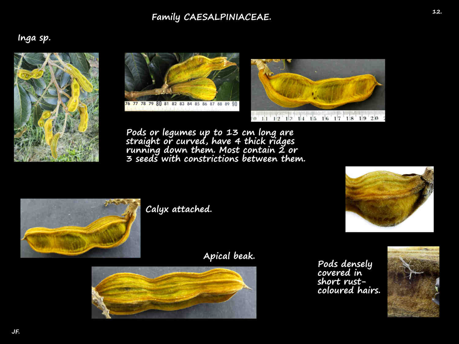 12 Inga pods