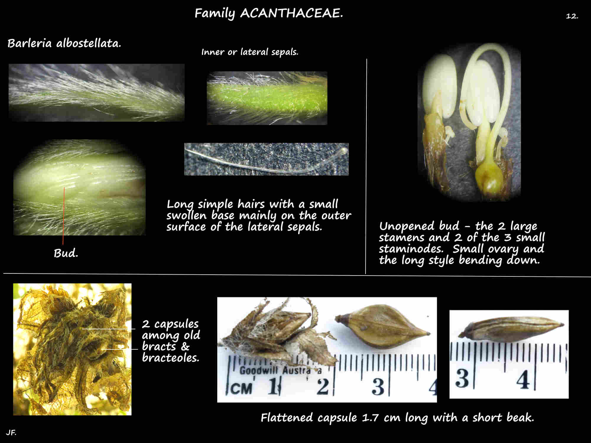 12 Inner sepals & capsules of Barleria albostellata