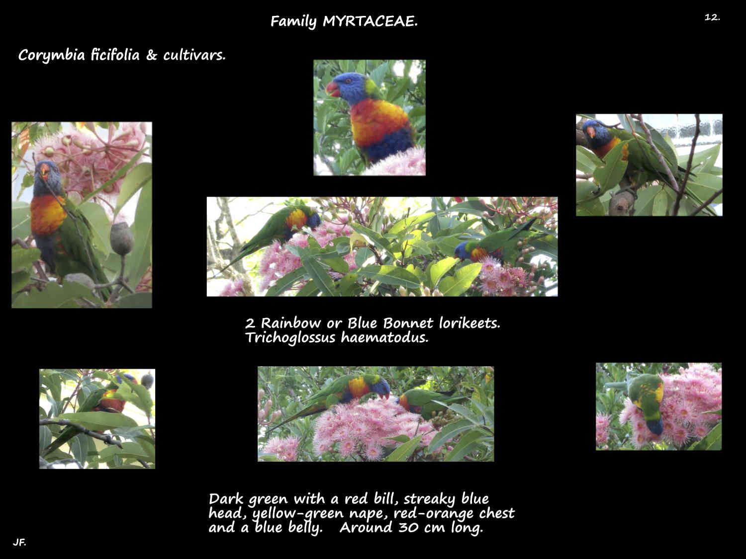 12 Lorikeets in a Red-flowering gum