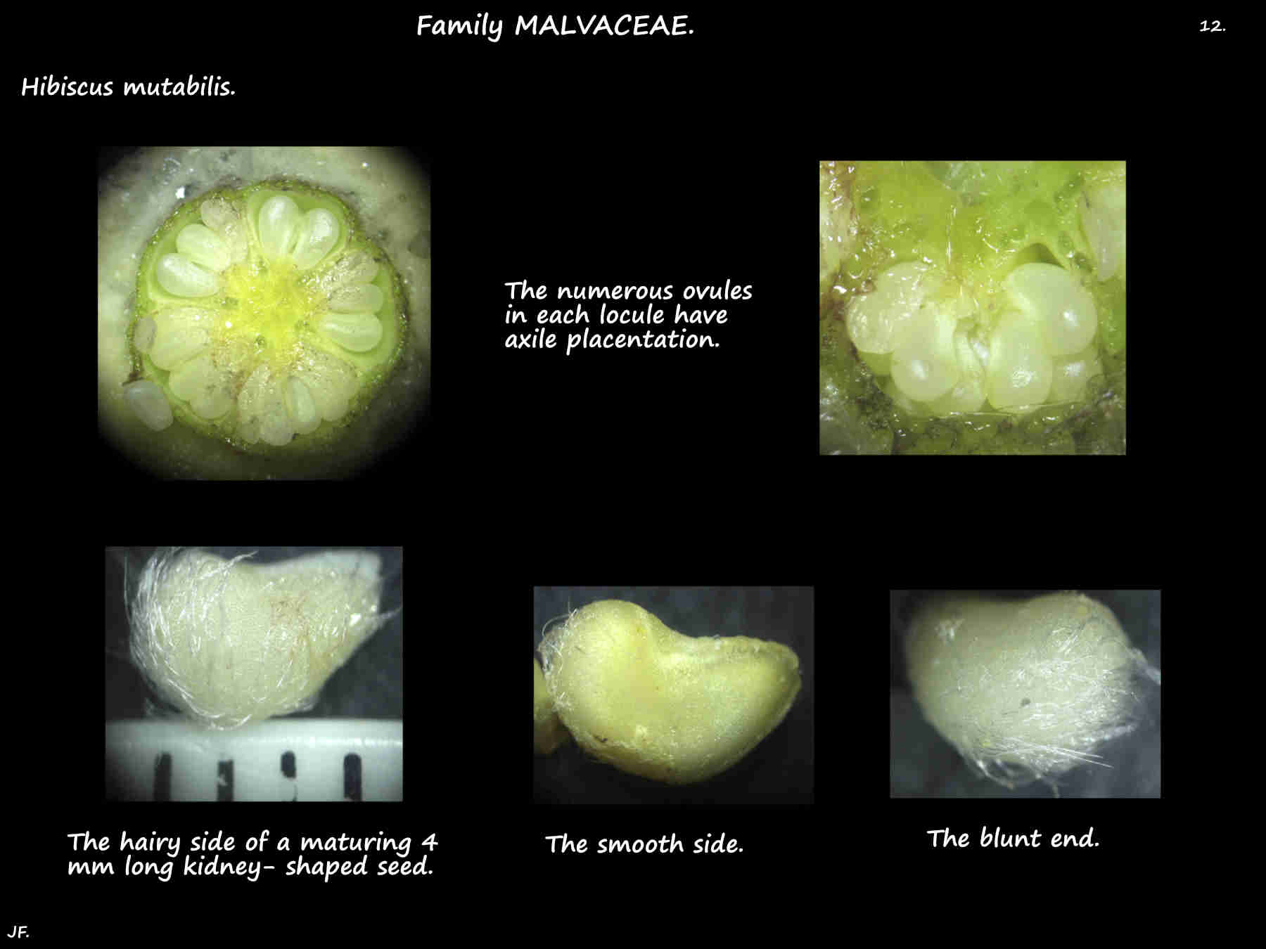 12 Maturing Hibiscus mutabilis ovules