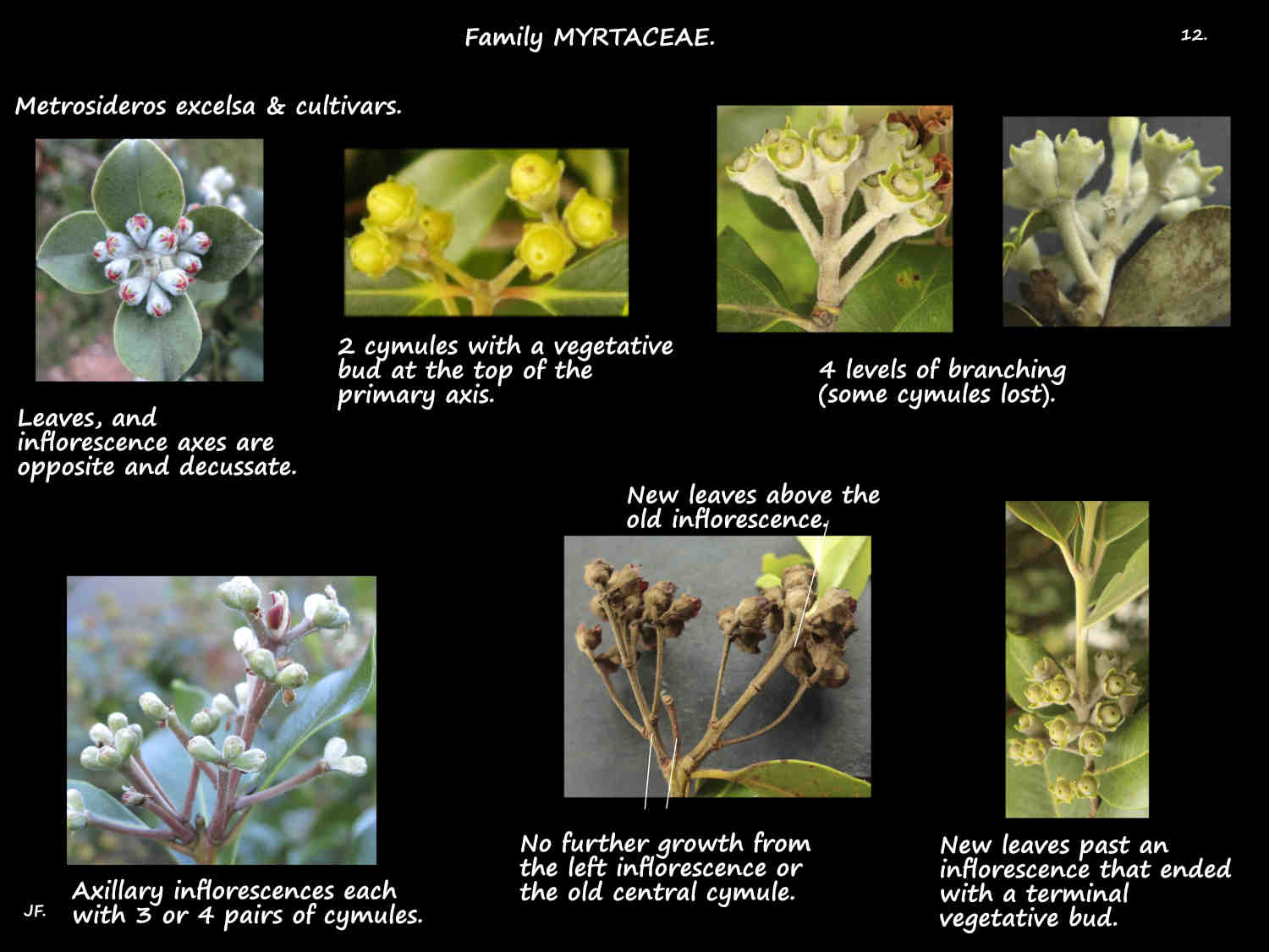 12 Metrosideros flower clusters