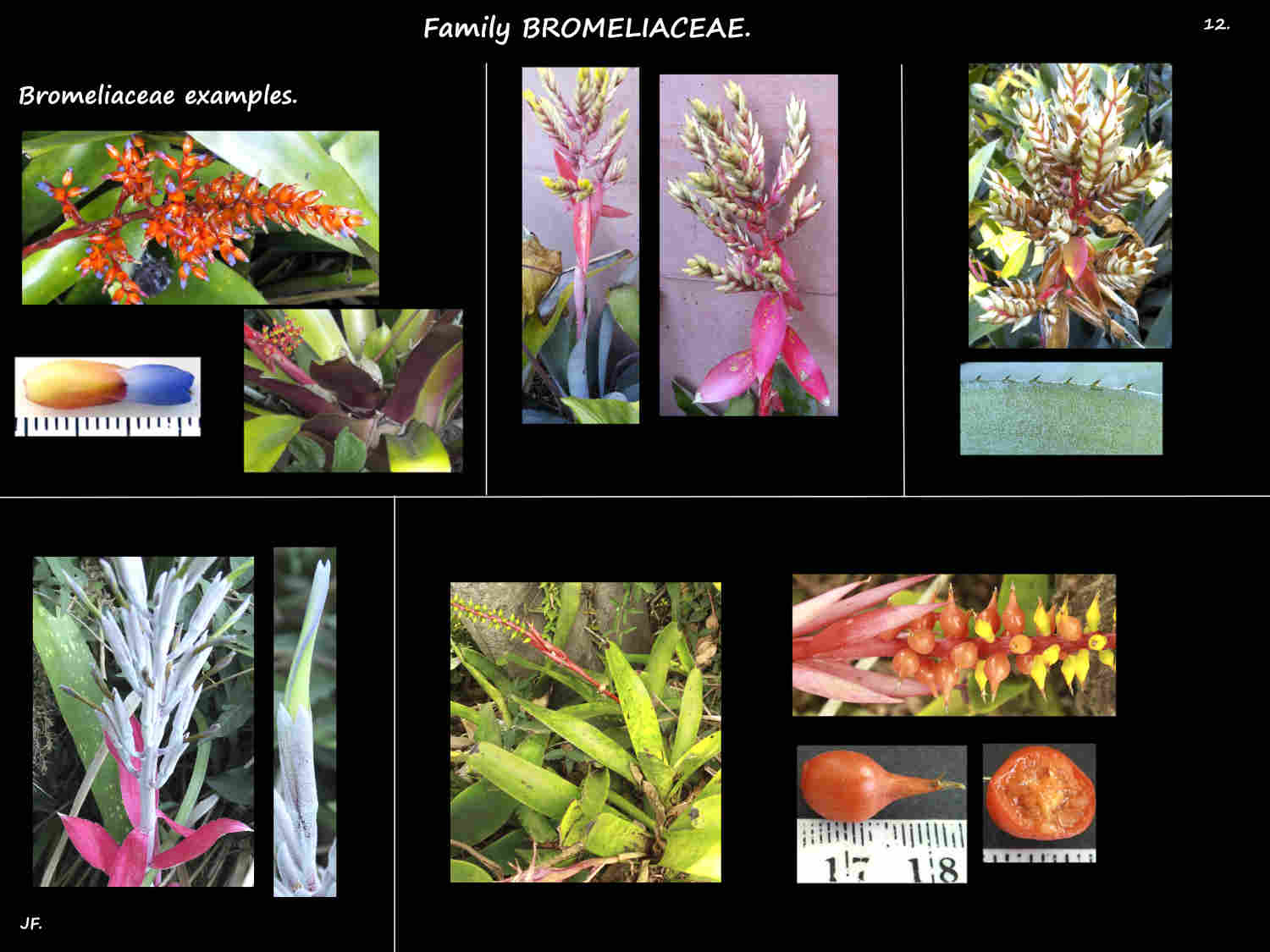 12 More examples of Bromeliaceae plants