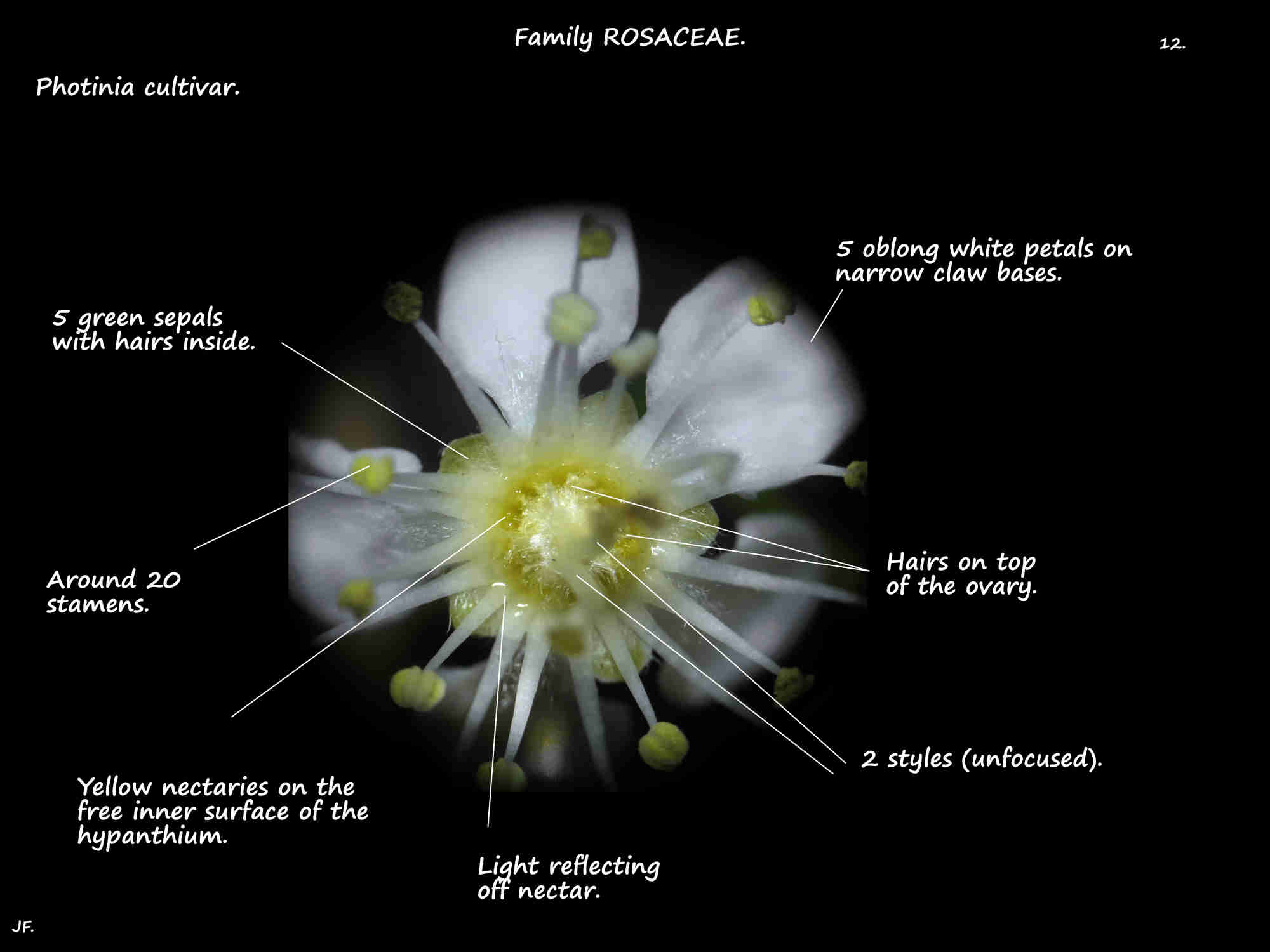 12 Parts of a Photinia flower