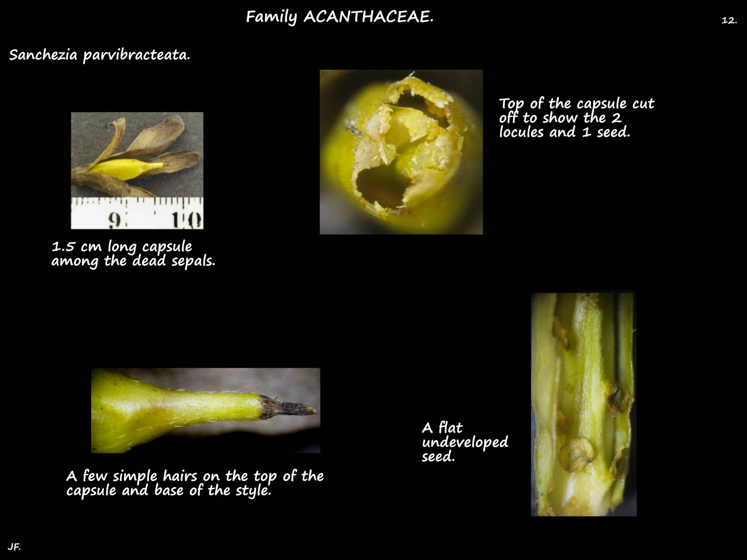 12 Sanchezia parvibracteata capsule