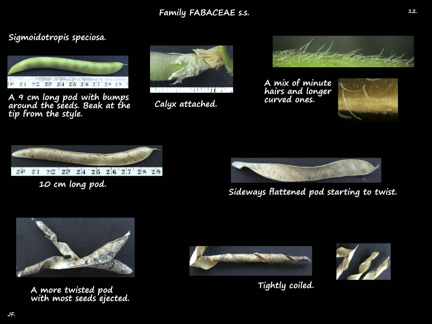 12 Snail vine seed pods