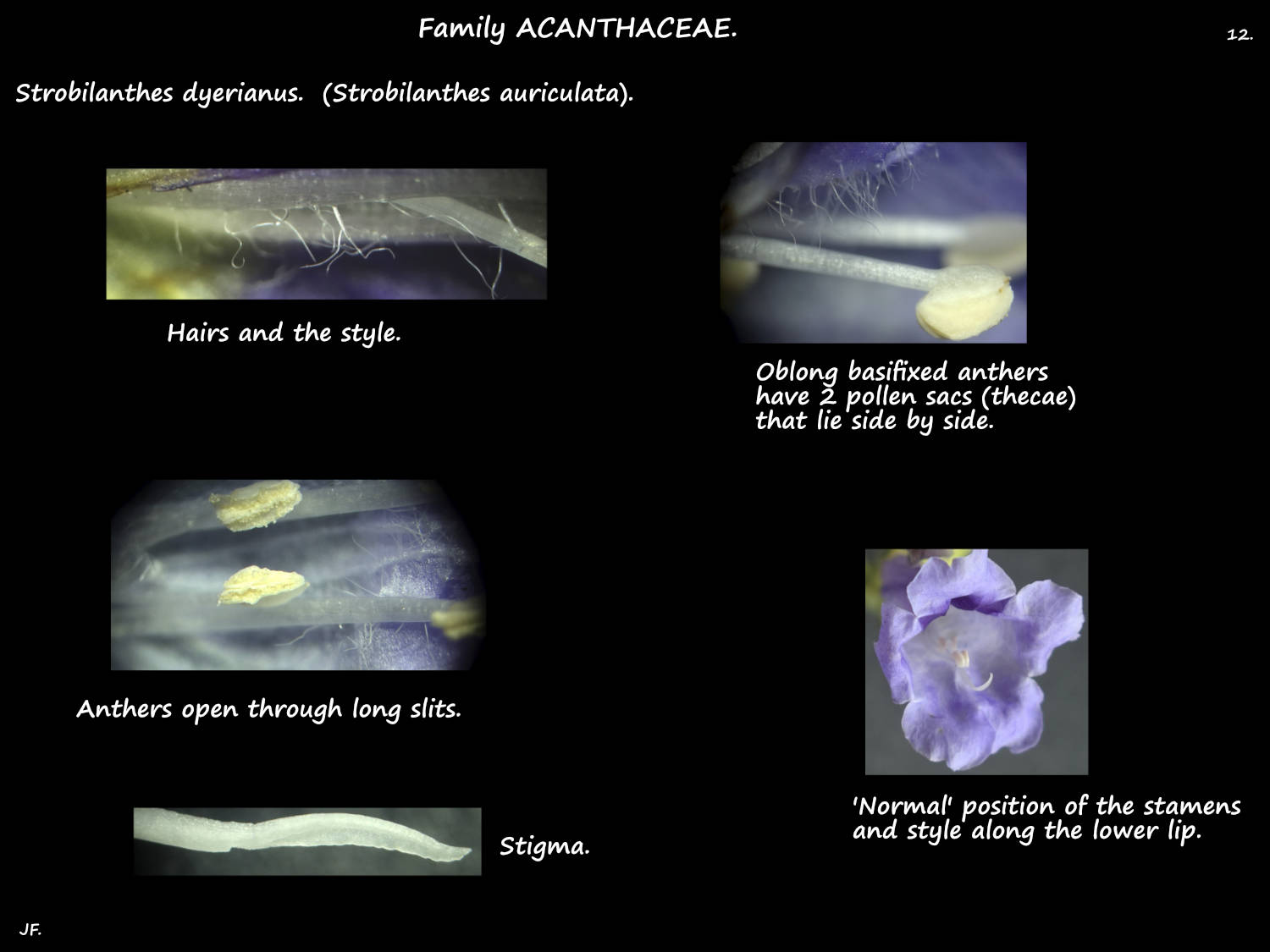 12 Strobilanthes dyerianus anthers & stigma