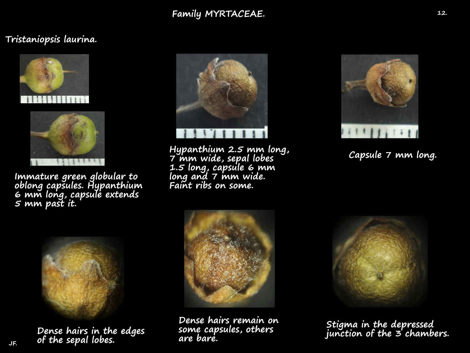 12 Tristaniopsis laurina capsules