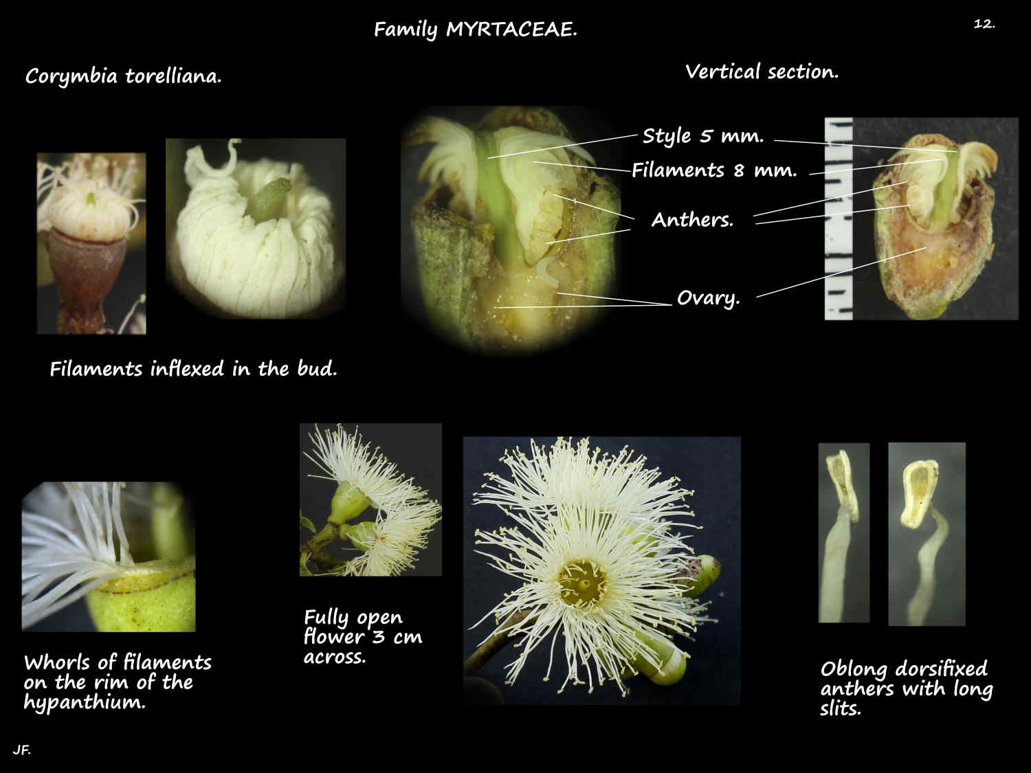 12 White Corymbia torelliana flowers