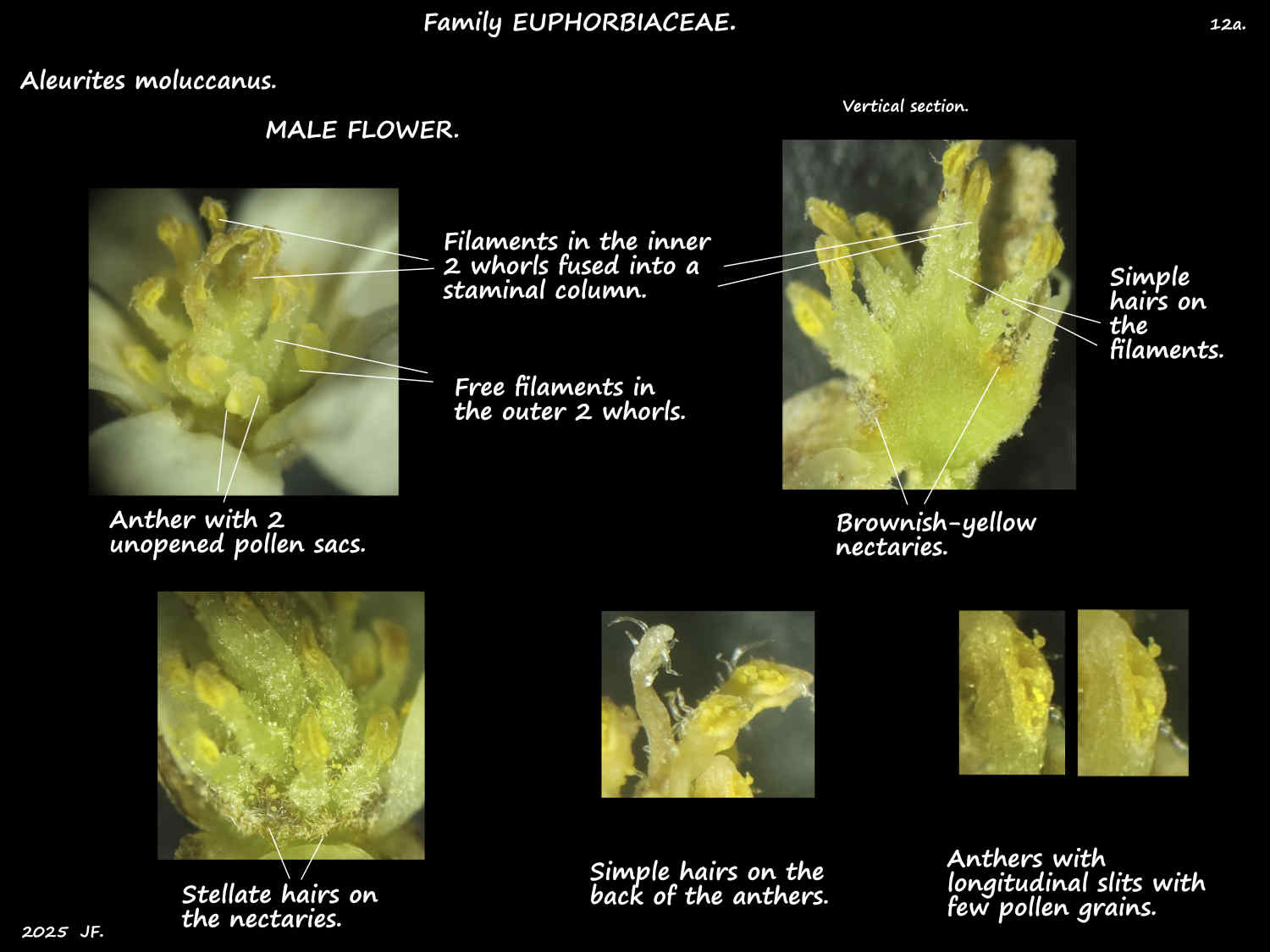 12a Aleurites moluccanus nectaries