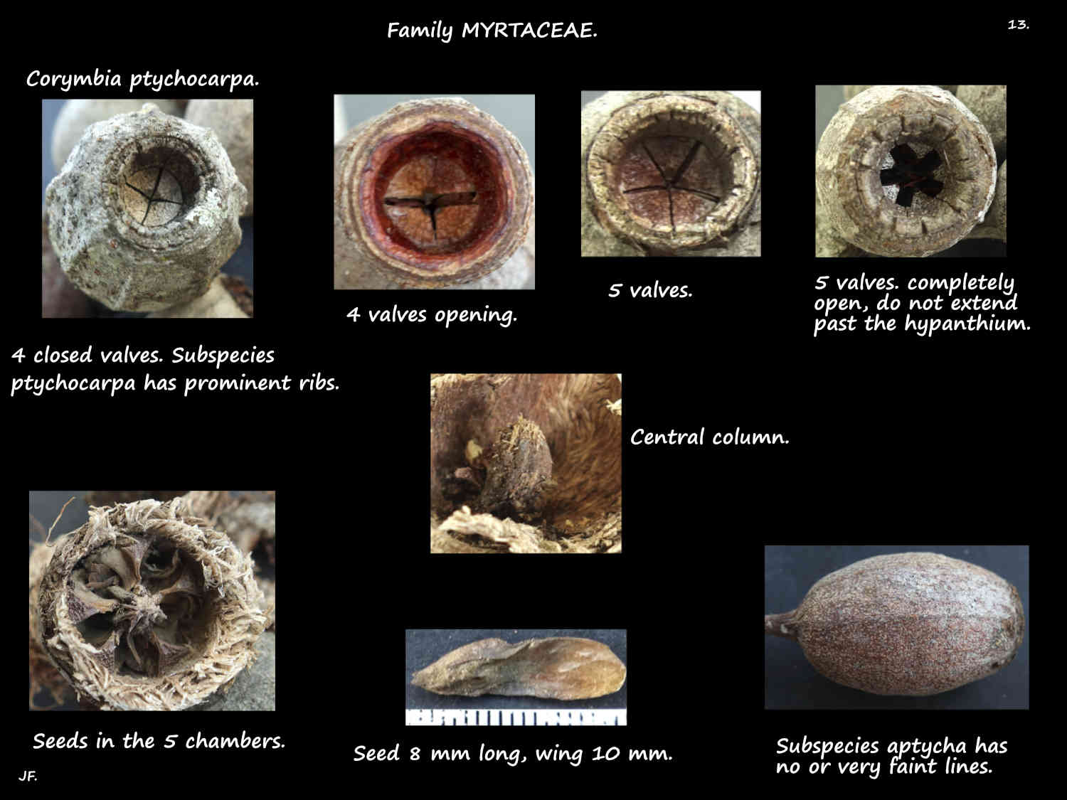 13 Corymbia ptychocarpa seeds