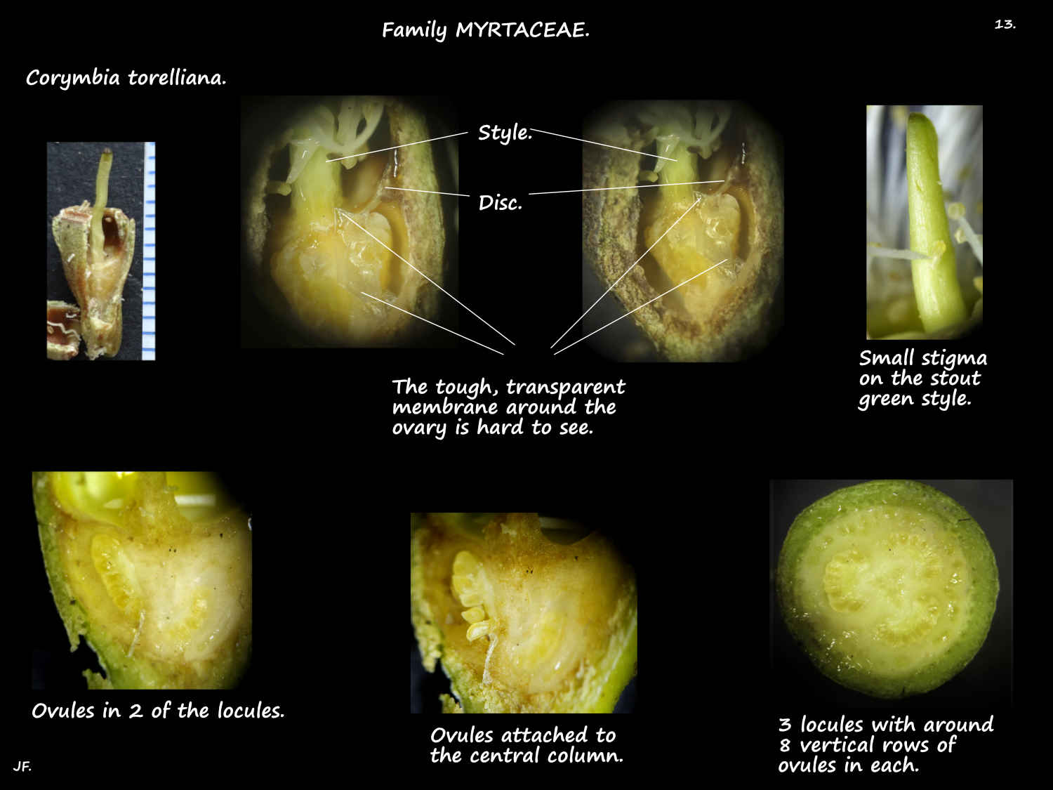 13 Corymbia torelliana ovary & ovules