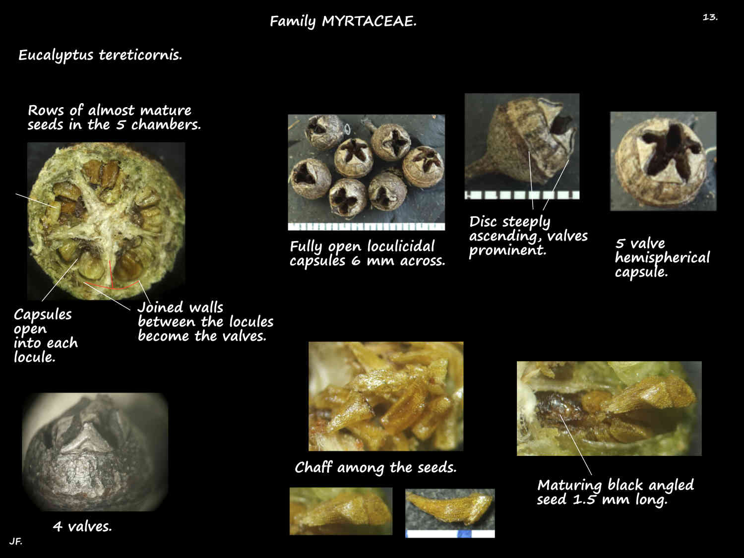 13 Eucalyptus tereticornis capsules
