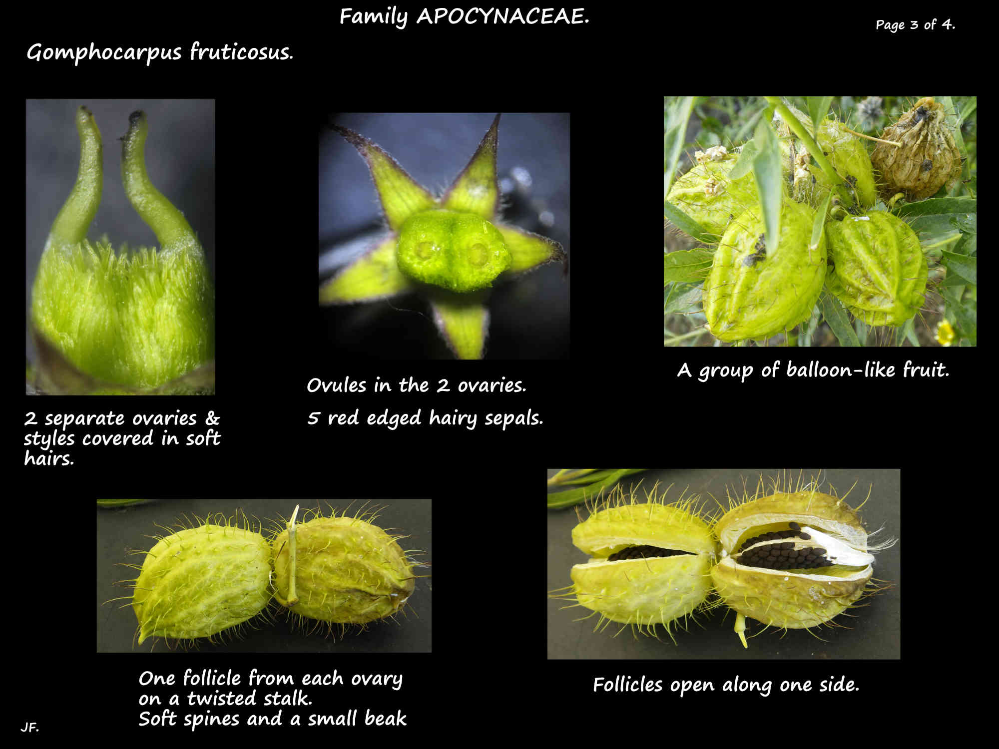 13 Gomphocarpus fruticosa ovaries, styles and follicles