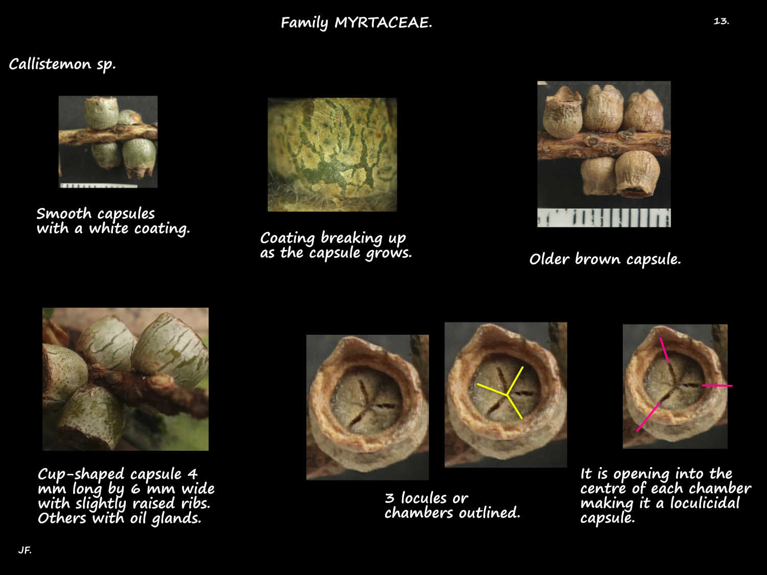 13 Loculicidal Callistemon capsules