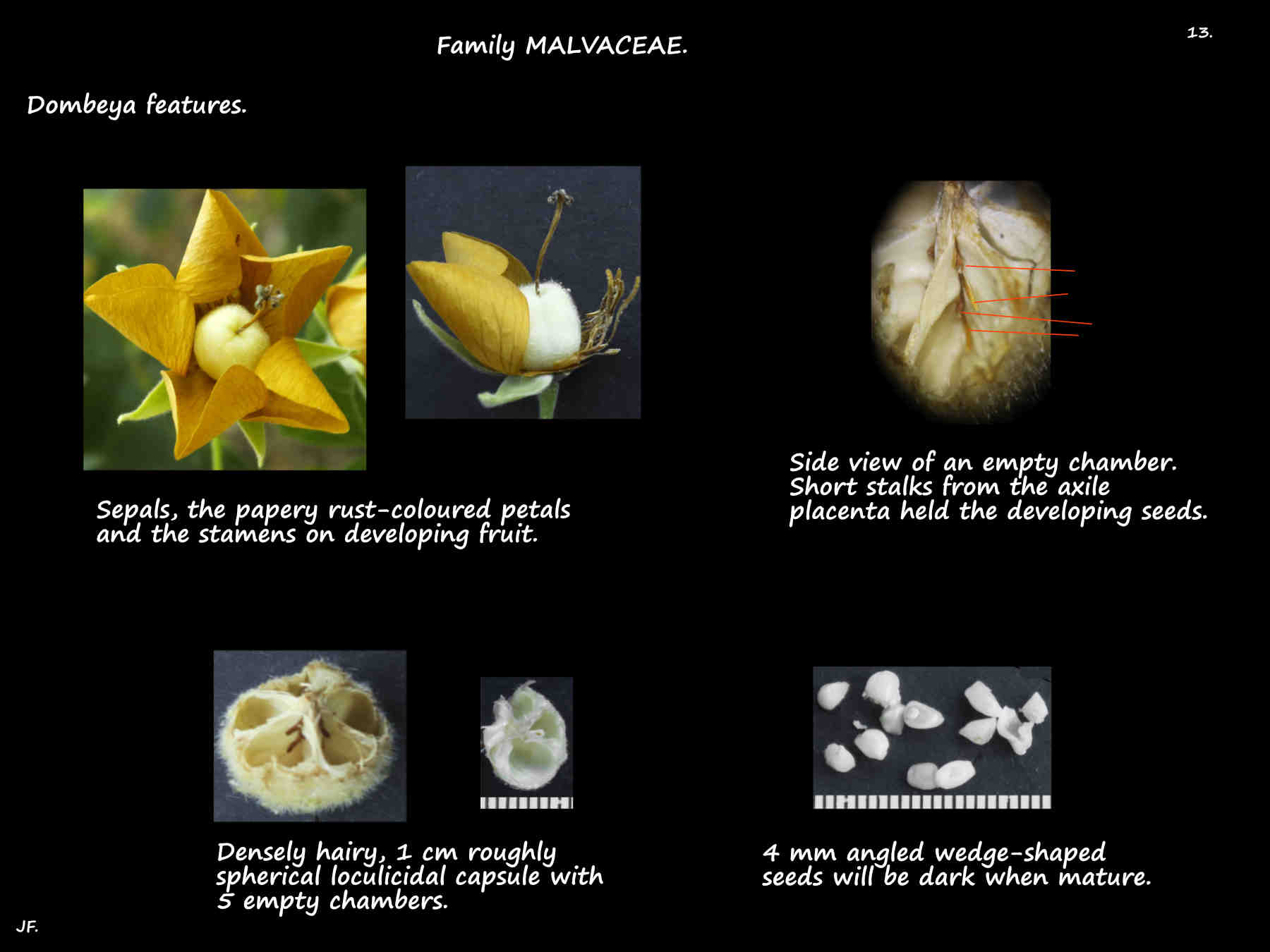 13 Loculicidal Dombeya capsule