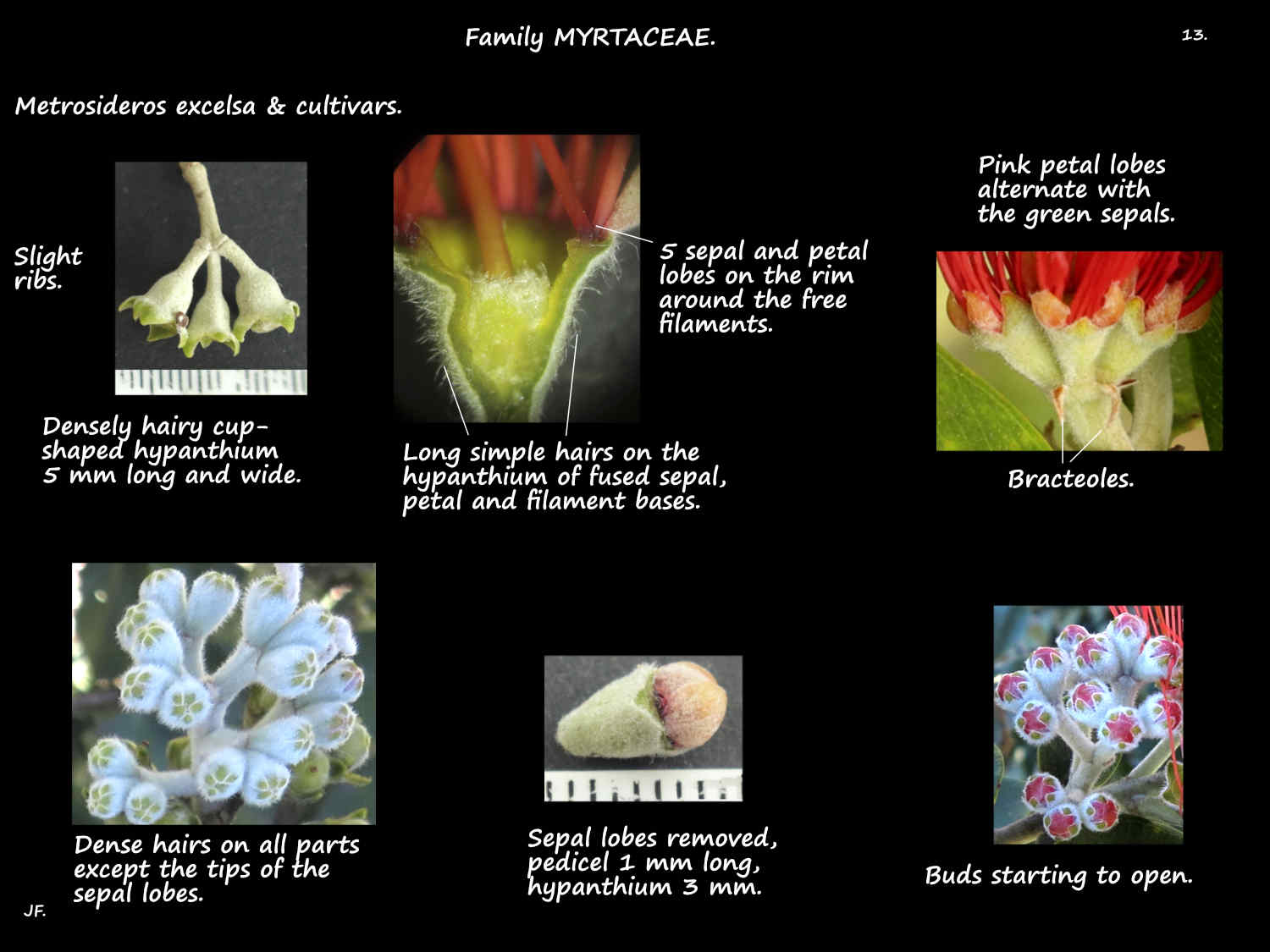 13 Metrosideros hypanthium & buds