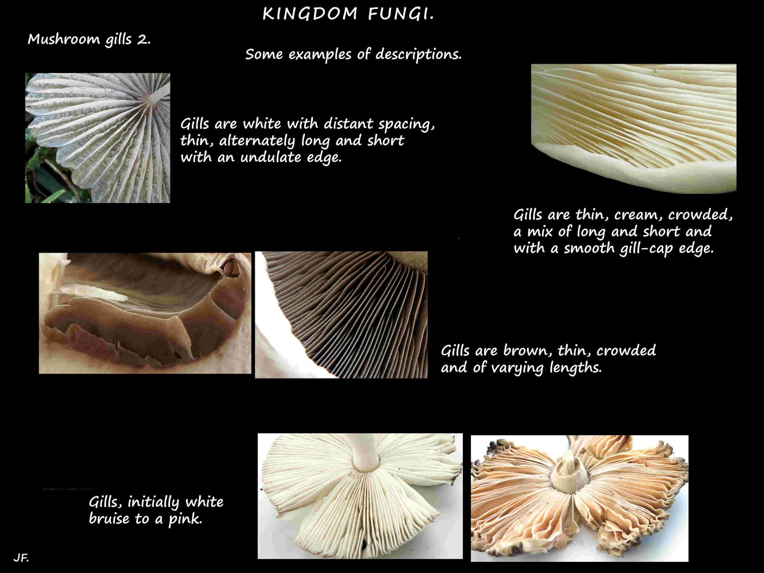13 Some more mushroom gill features