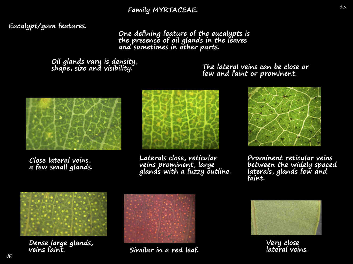 13 Oil glands in eucalypt leaves
