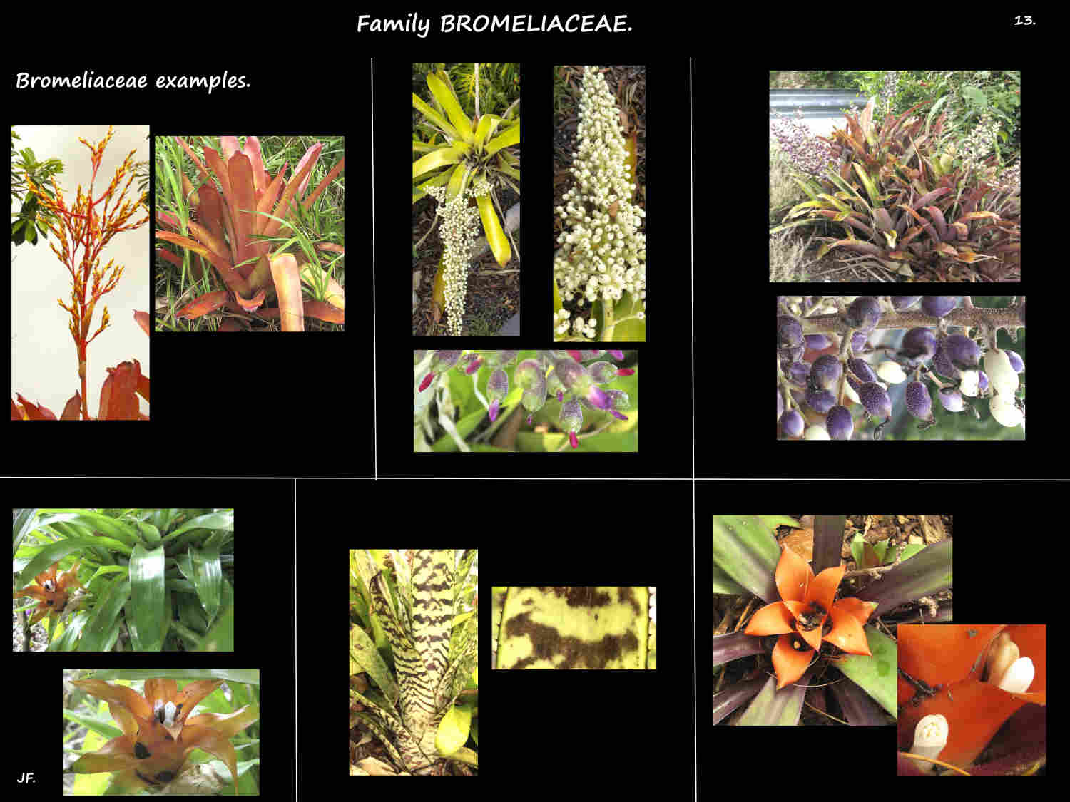 13 Some more examples of Bromeliaceae
