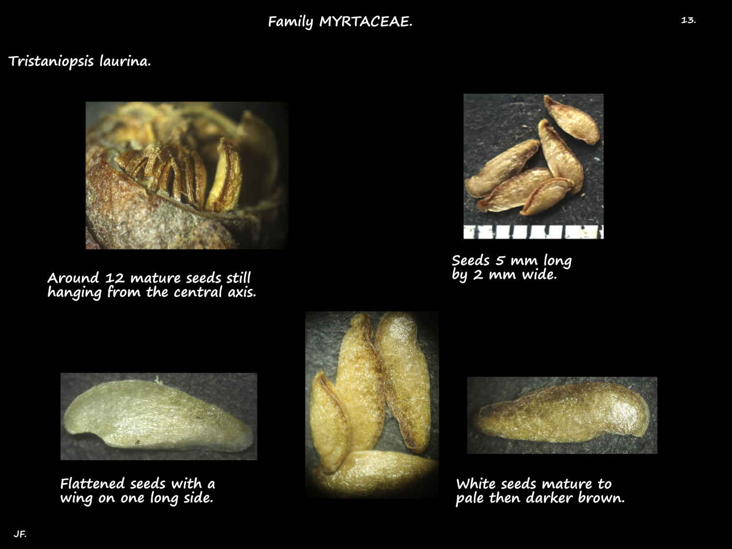 13 Winged Tristaniopsis laurina seeds