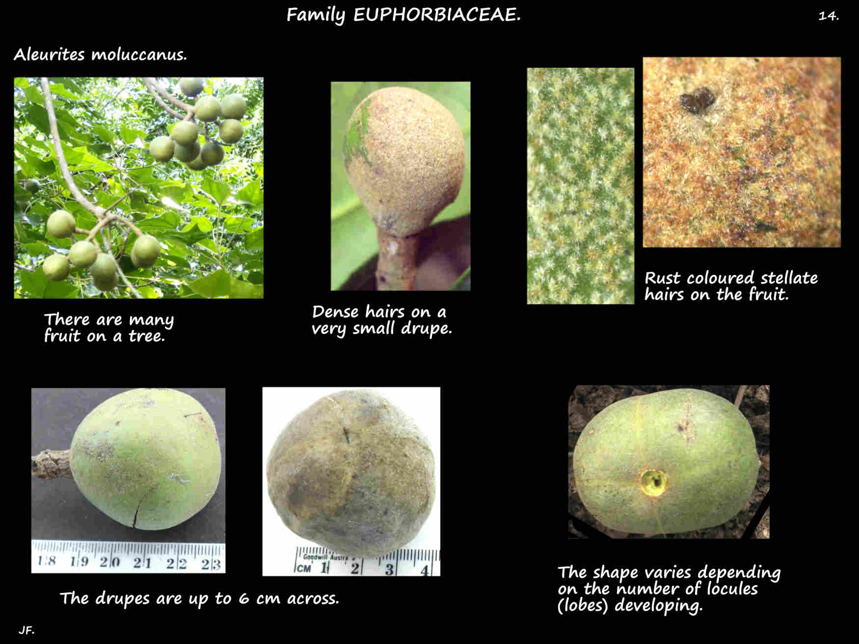 14 Aleurites moluccanus fruit are drupes
