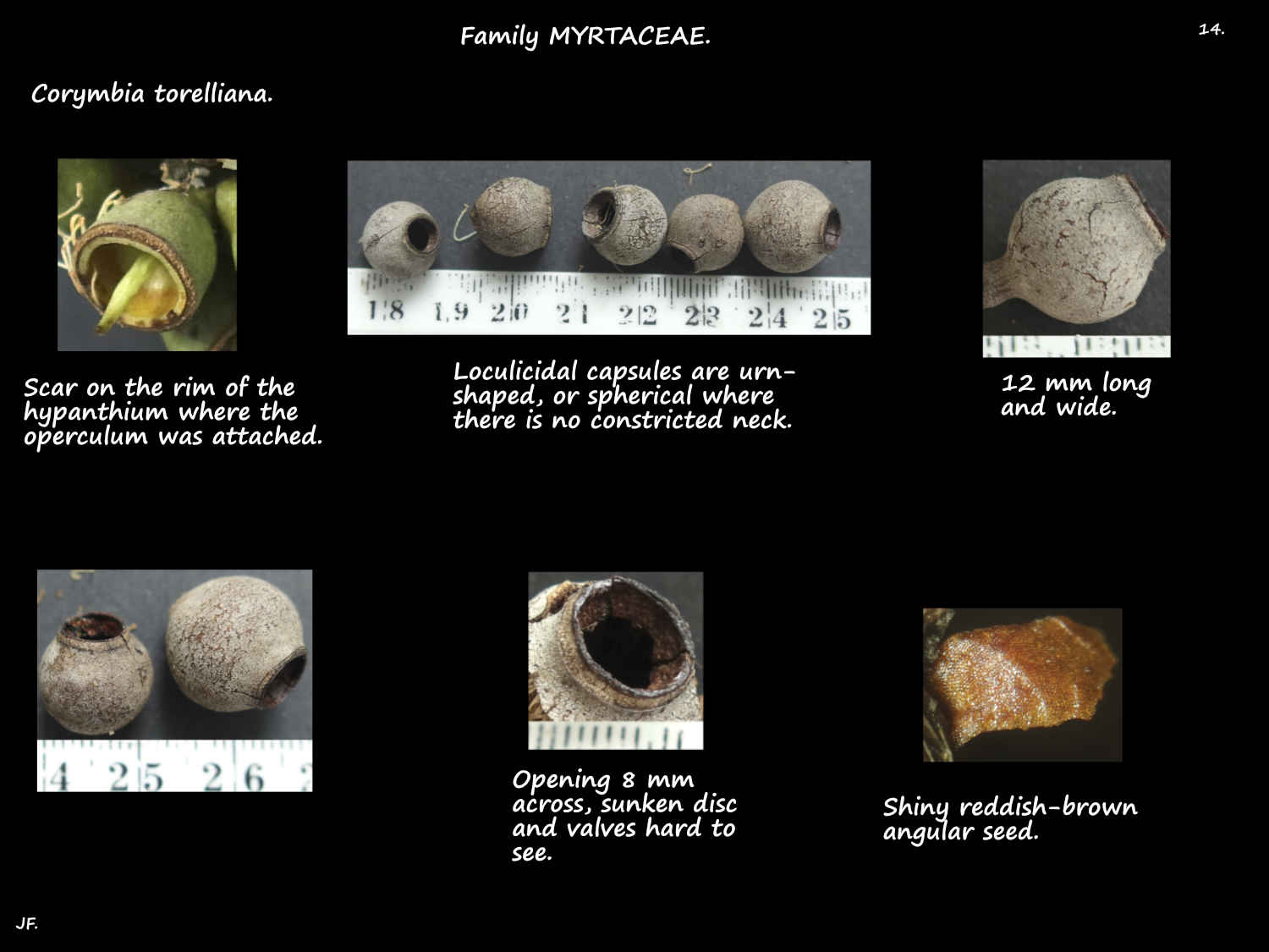 14 Cadeghi capsules & seed