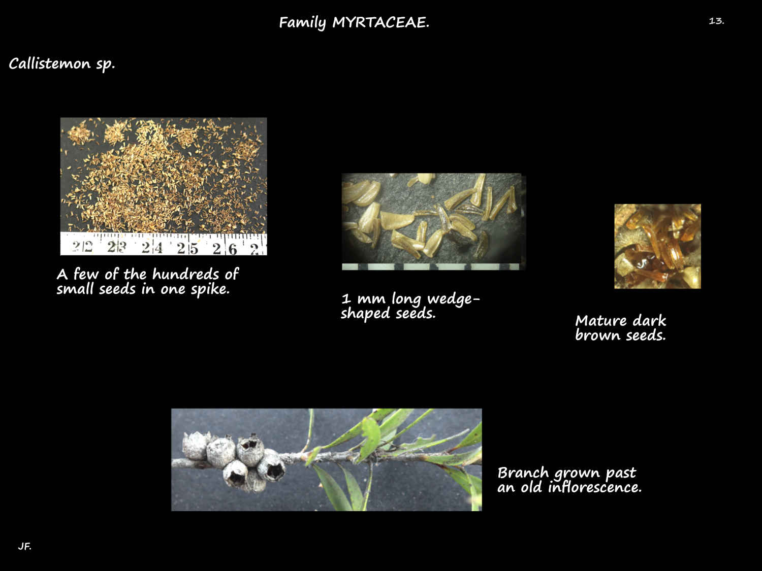 14 Callistemon seeds