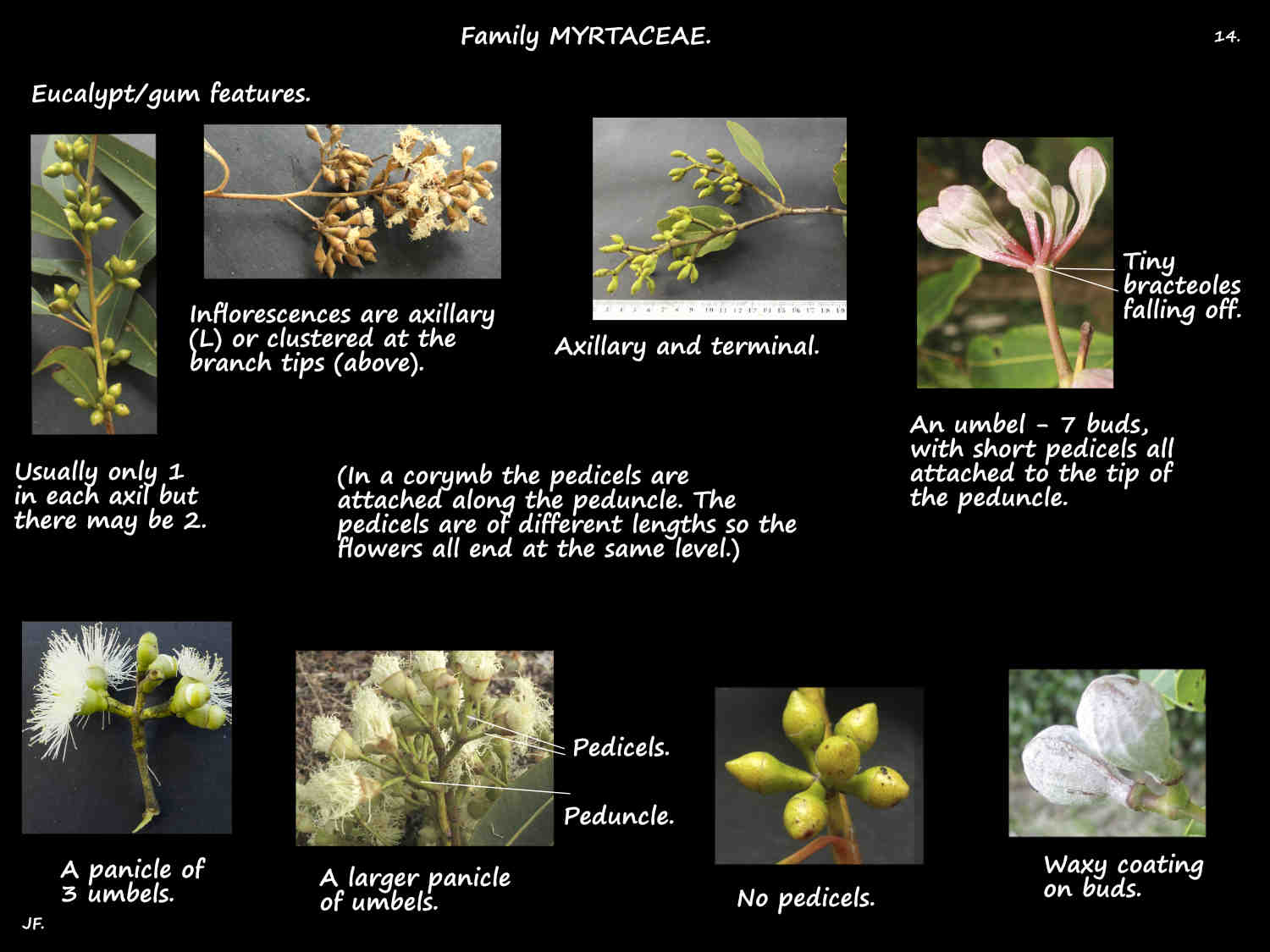 14 Eucalypt inflorescences