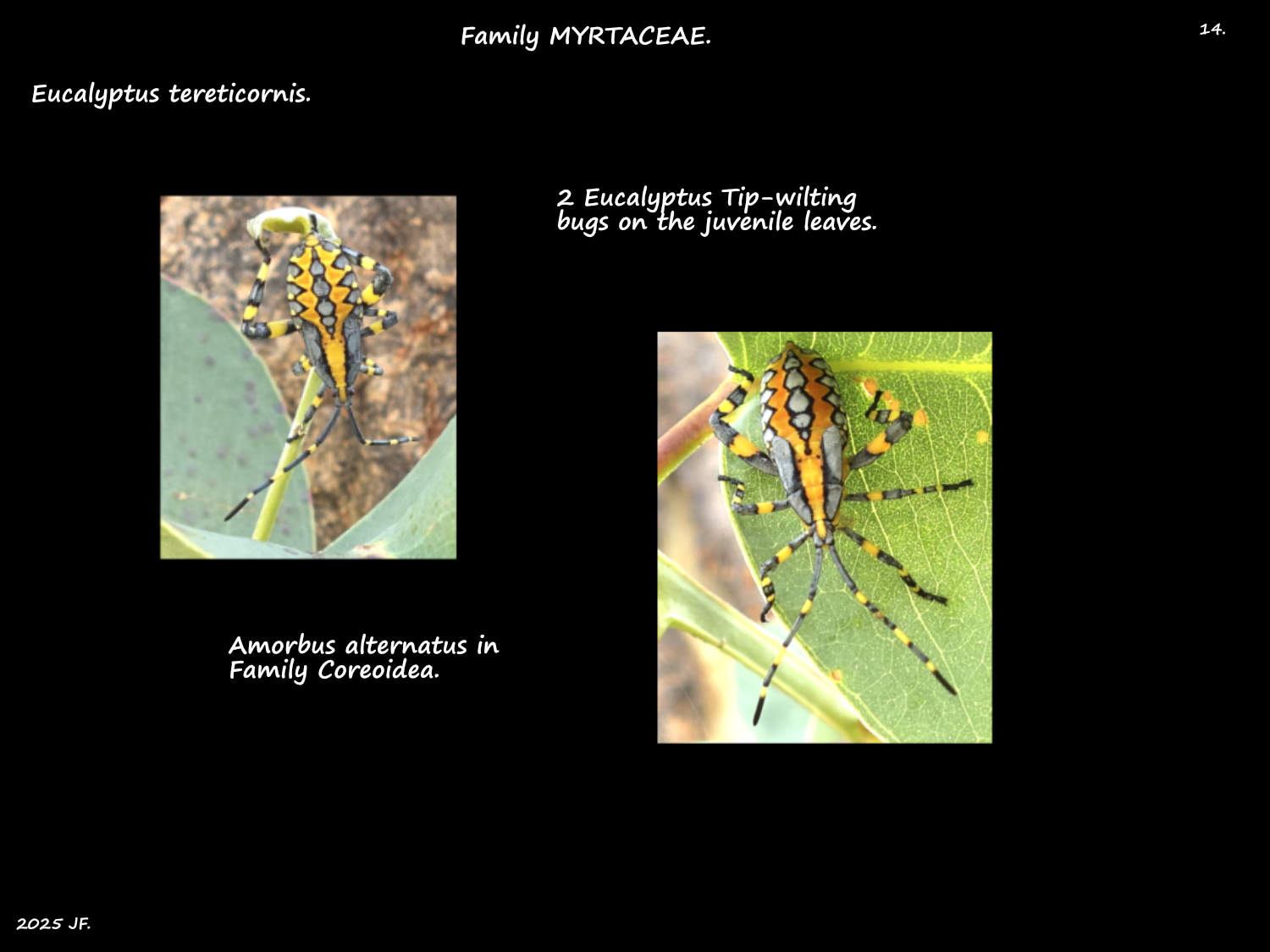 14 Eucalyptus Tip-wilting bugs