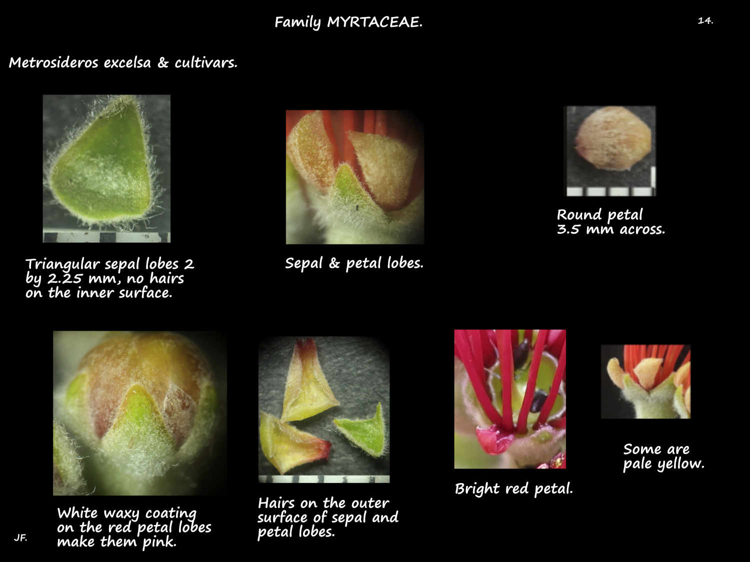 14 Metrosideros sepals & petals