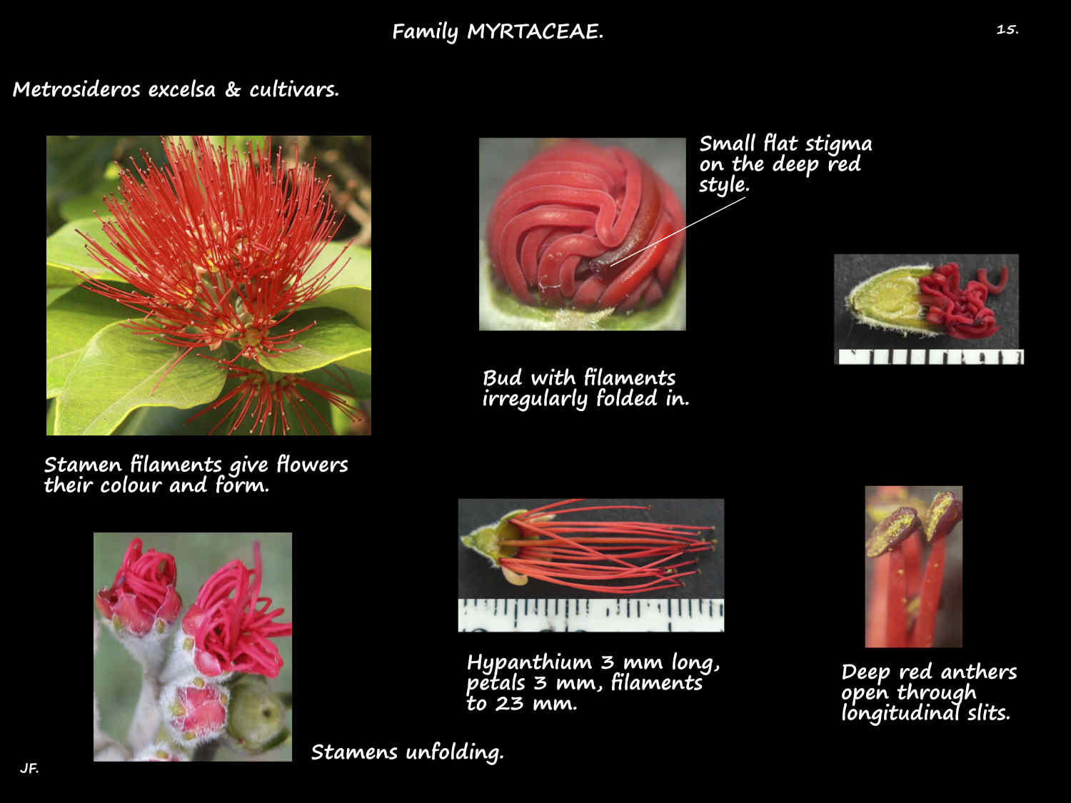 15 Metrosideros stamens