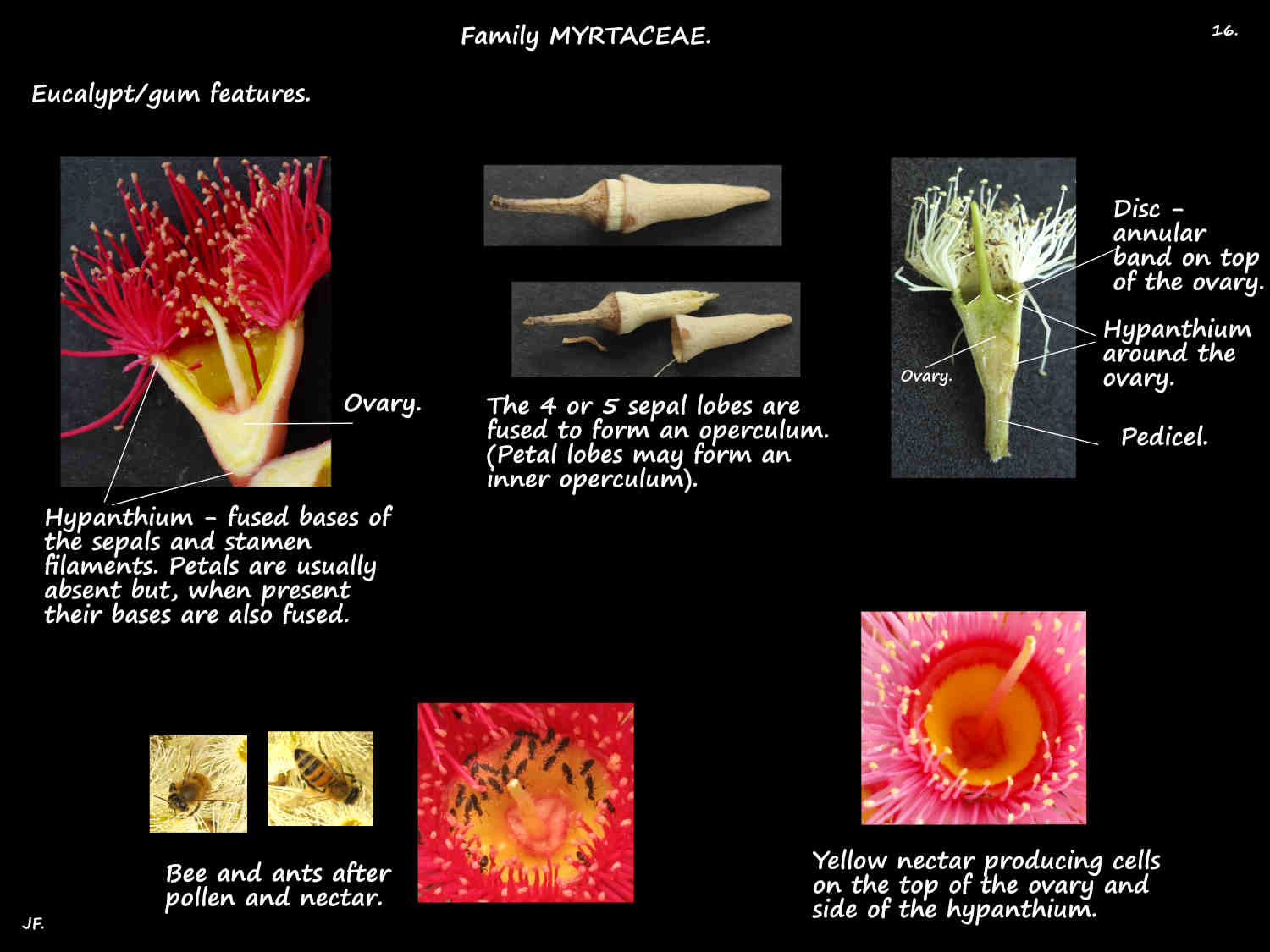 16 Eucalypt hypanthium & operculum