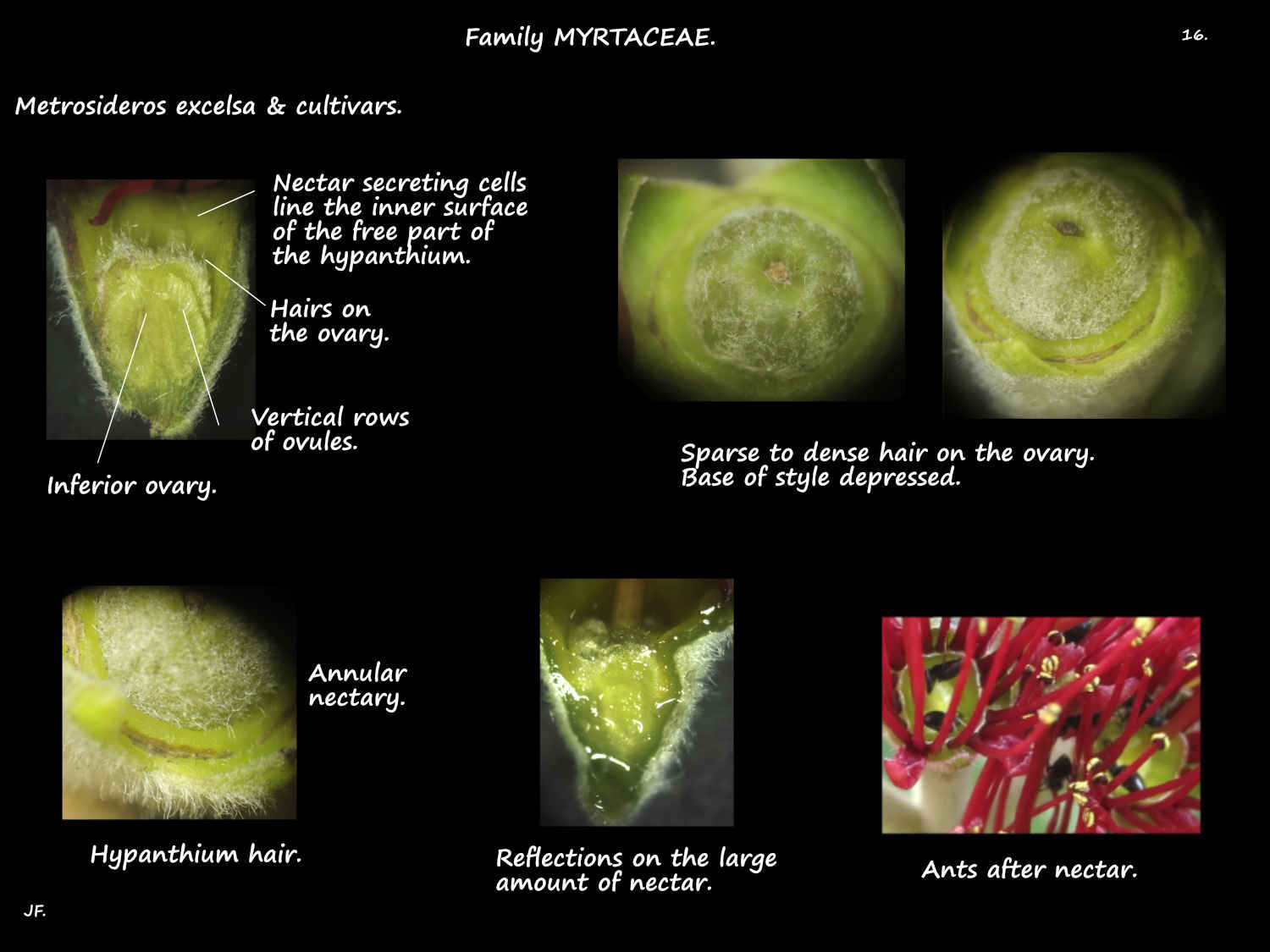 16 Metrosideros excelsa ovary