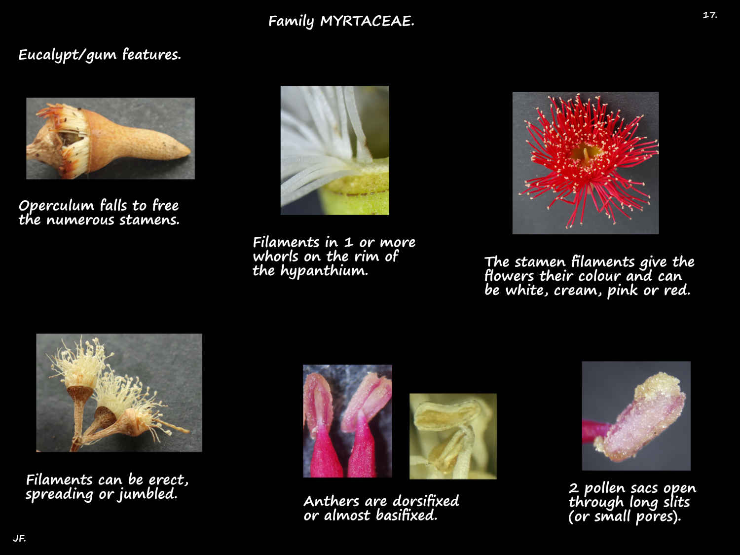 17 Eucalypt stamens