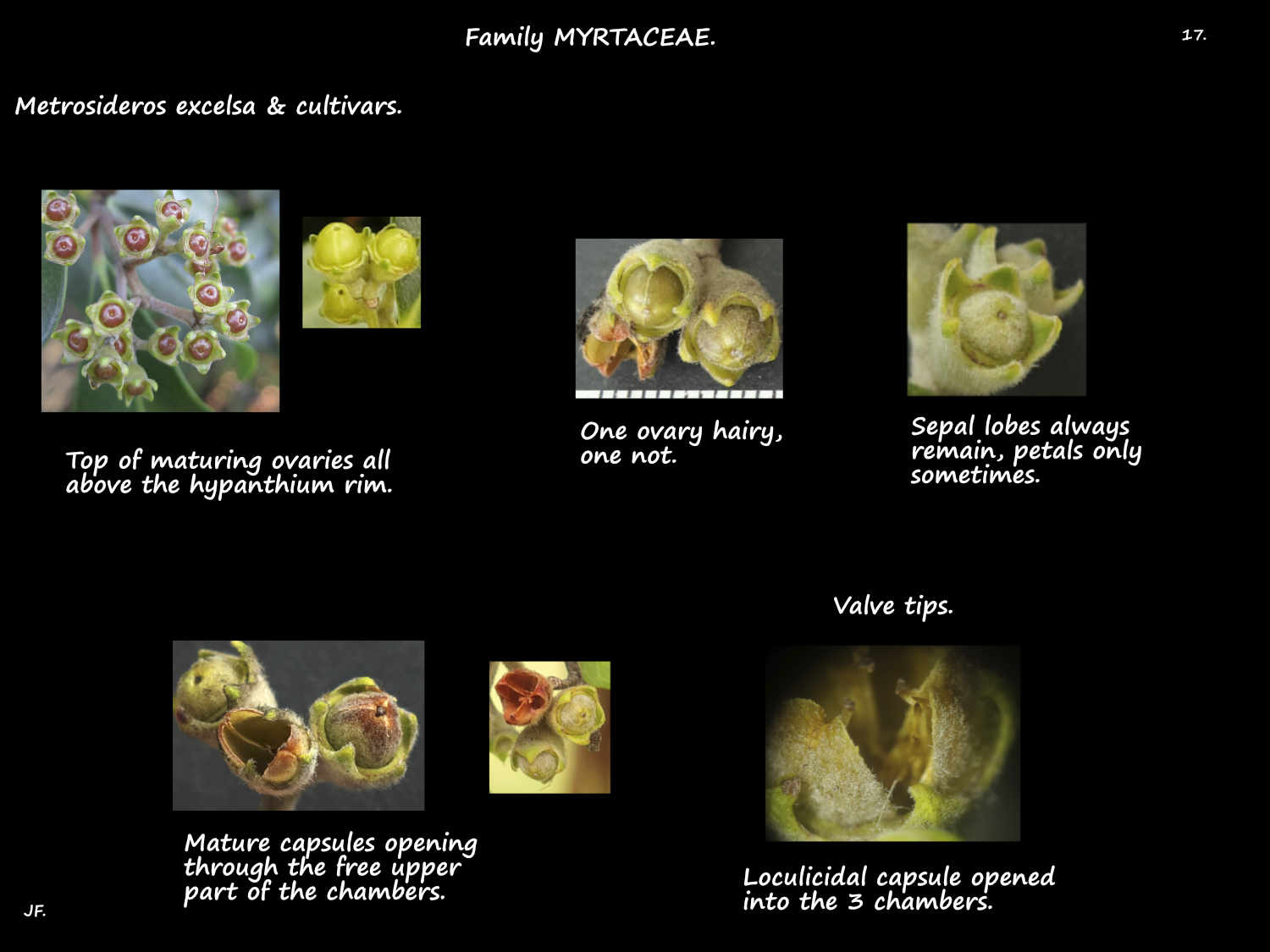 17 Metrosideros capsules