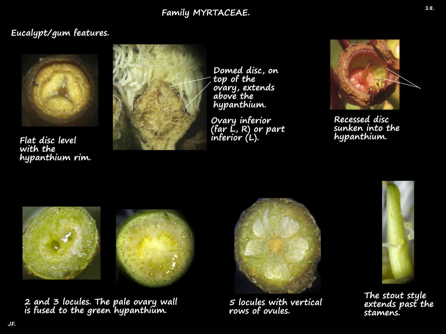18 Eucalypt ovaries