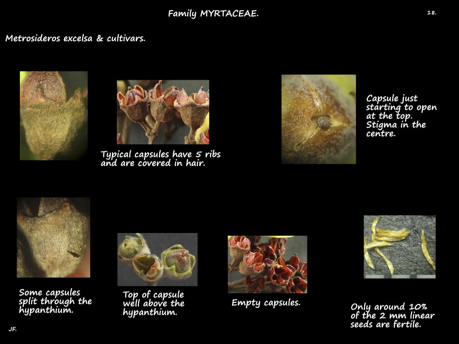 18 Metrosideros fruit & seeds