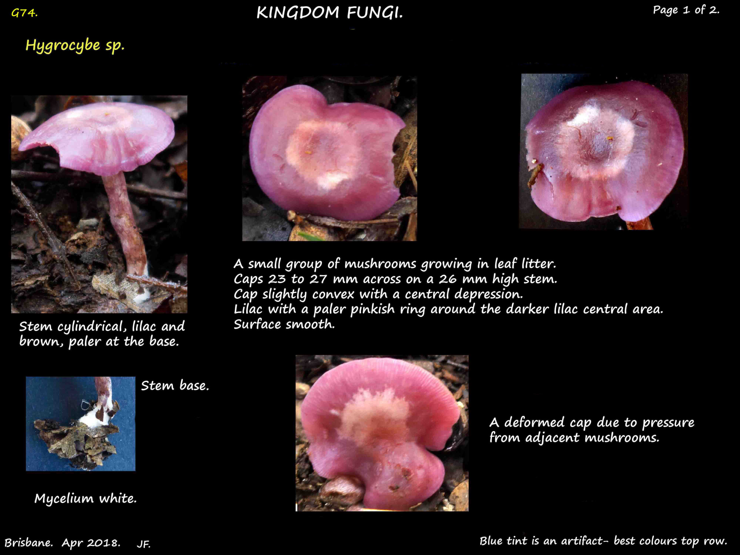 18a mauve mushroom