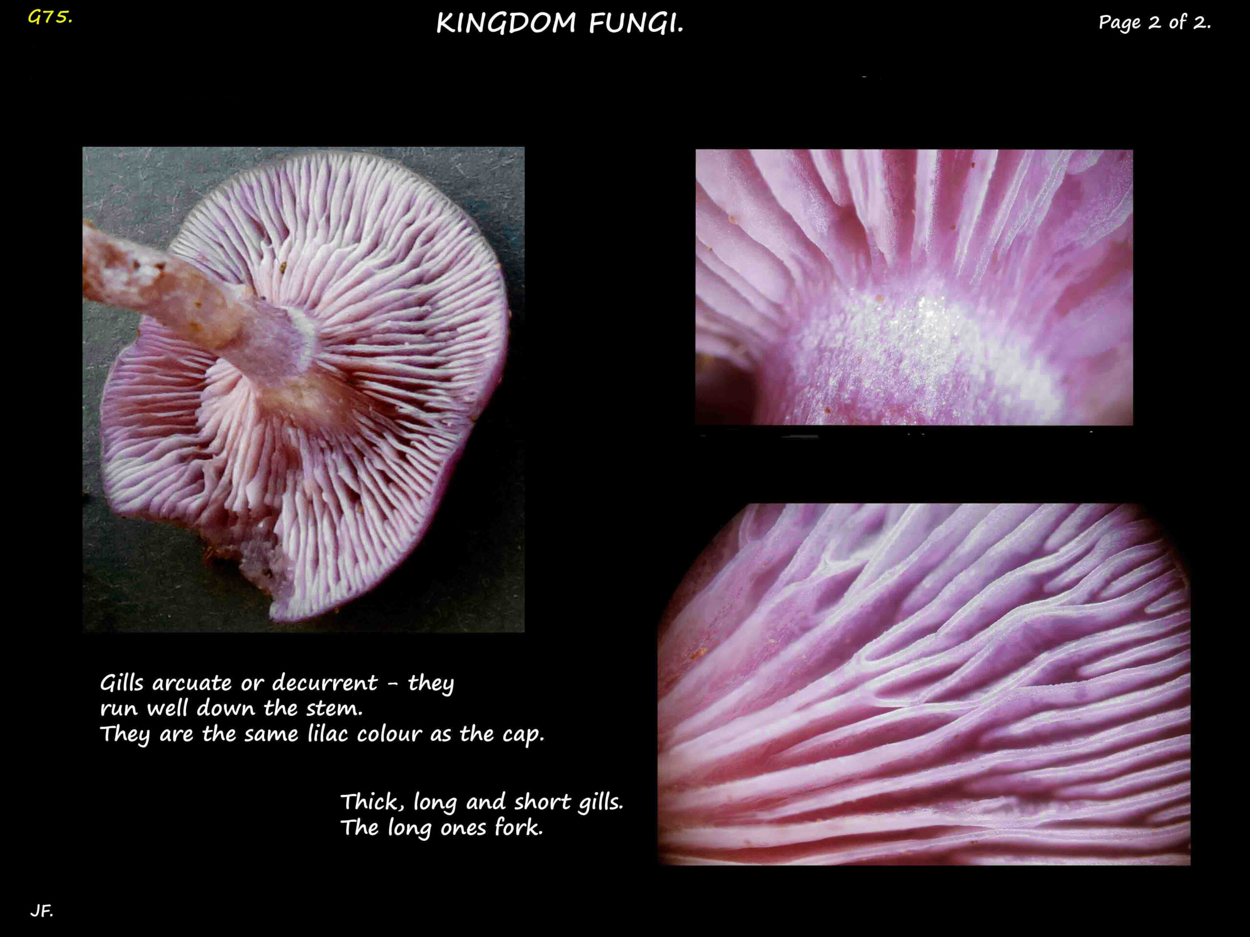18b mauve mushroom