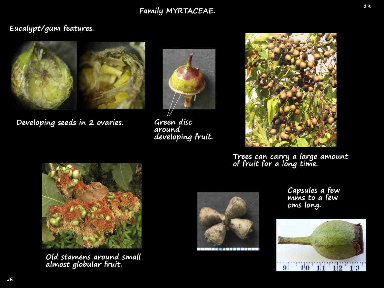 19 Developing eucalypt fruit