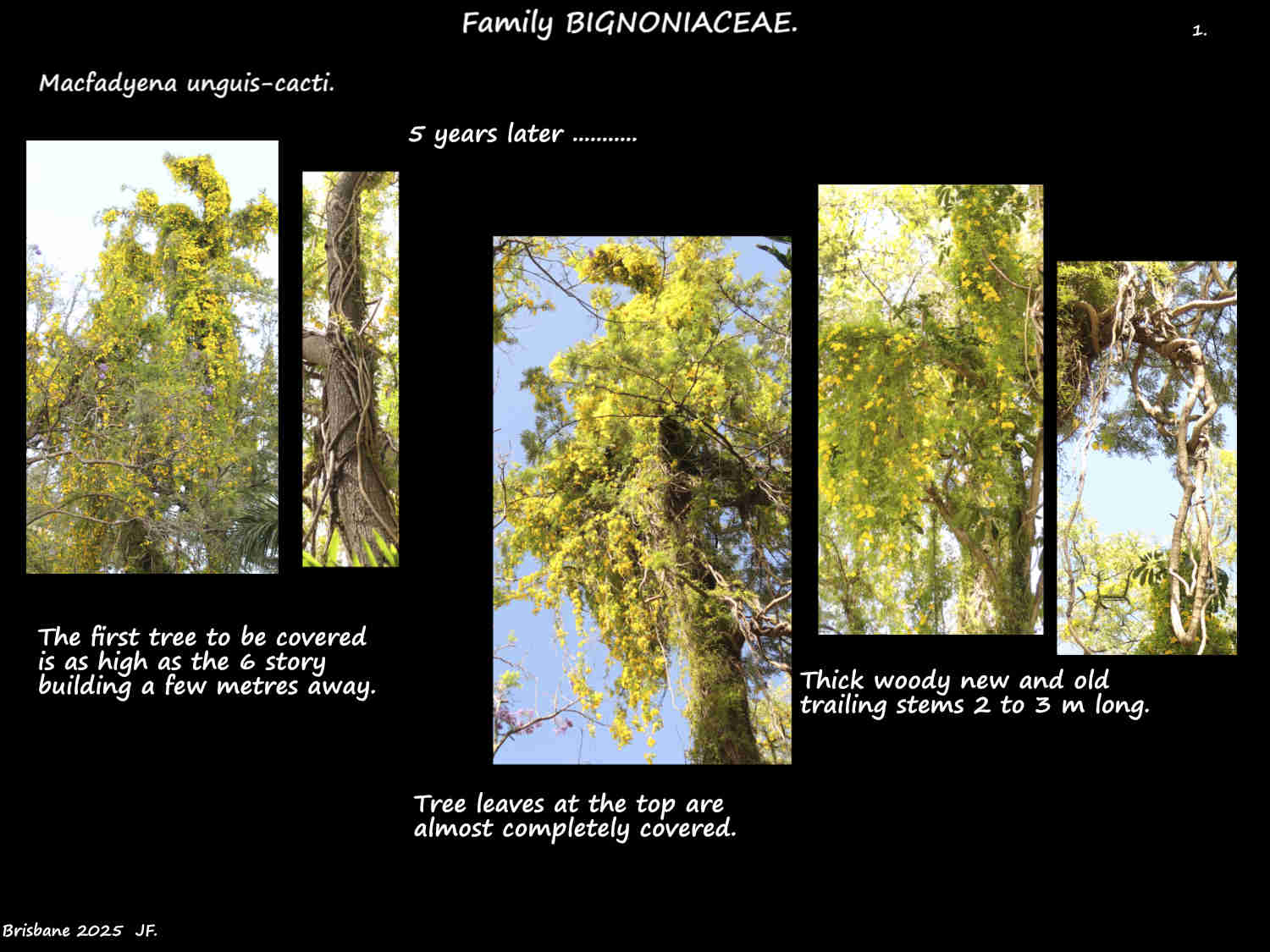 1a A Cats claw infestation