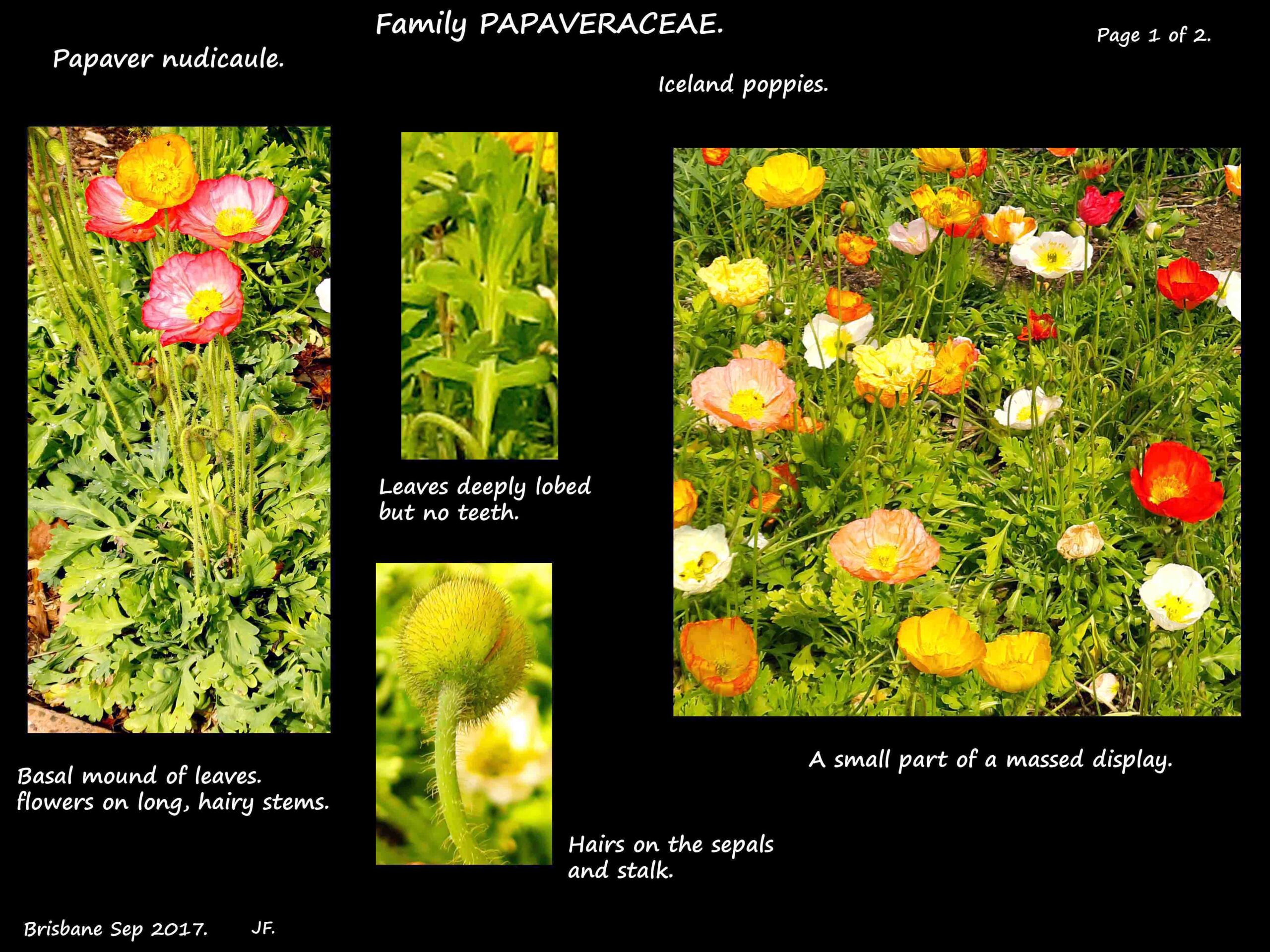 1a Papaver nudicaule