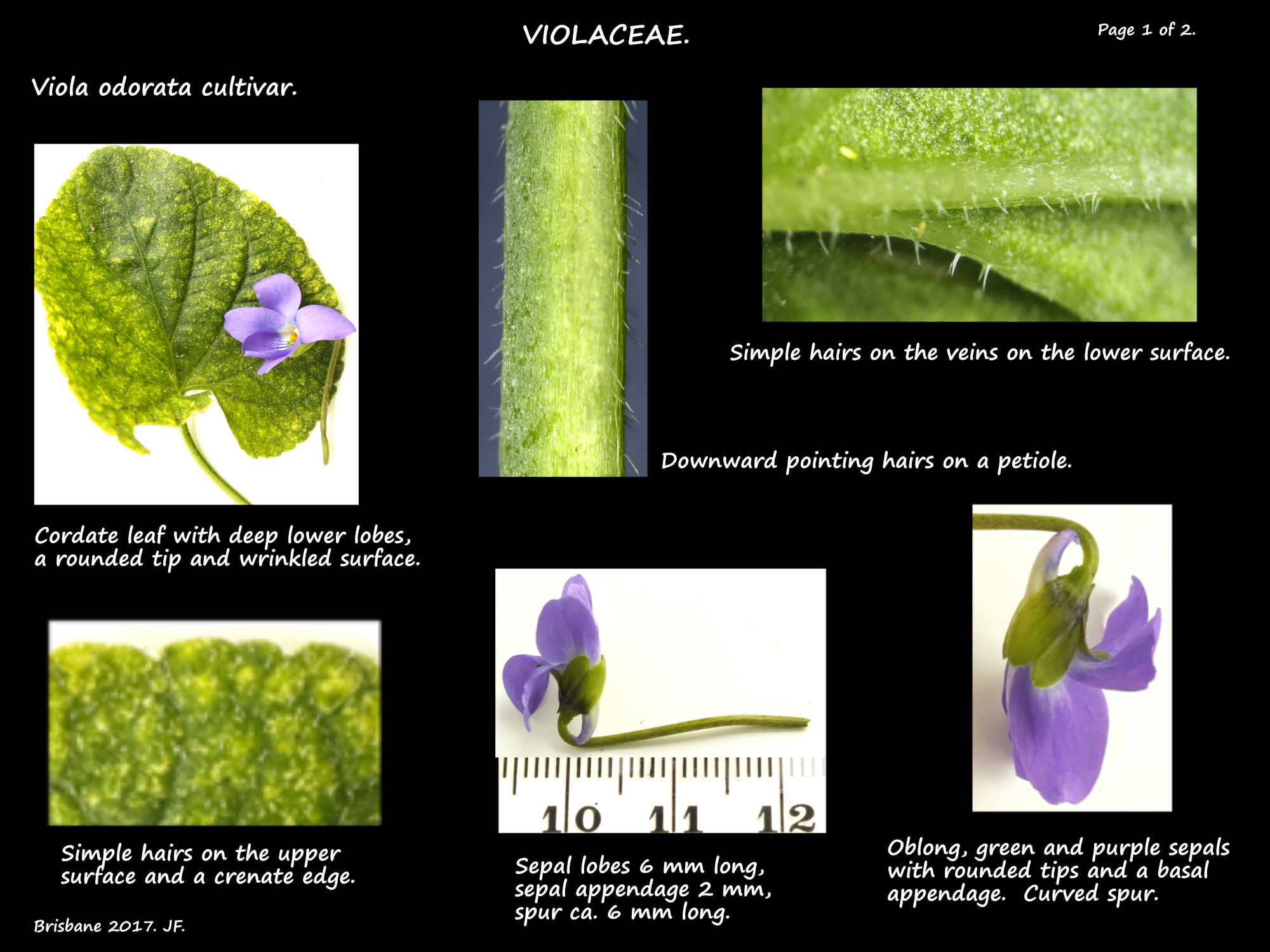 1a The leaves of a Viola odorata cultivar