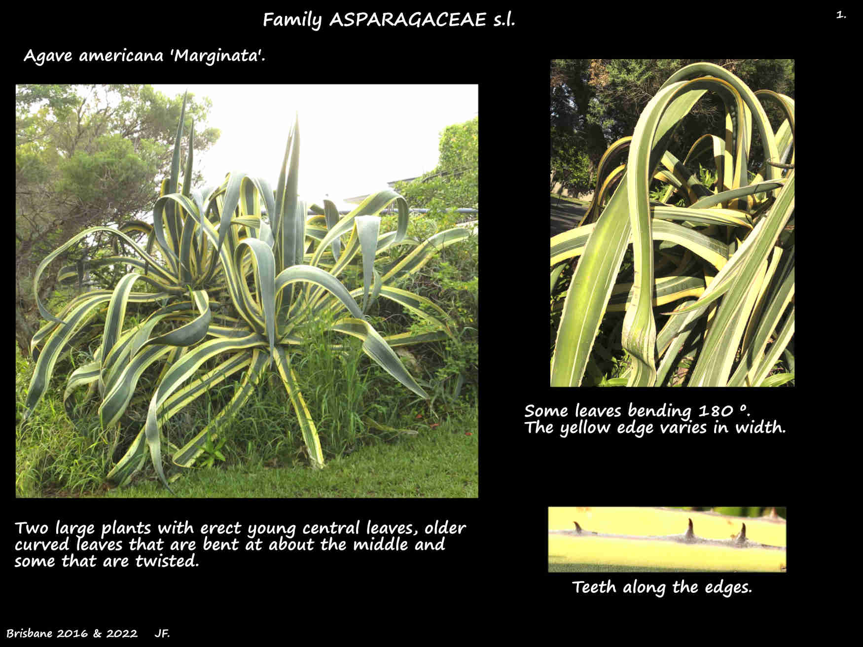 1a Two large Agave americana 'Marginata' plants