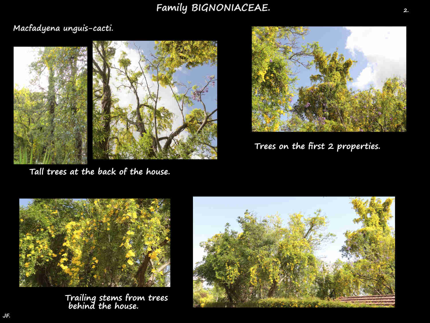 1b A Cats claw infestation