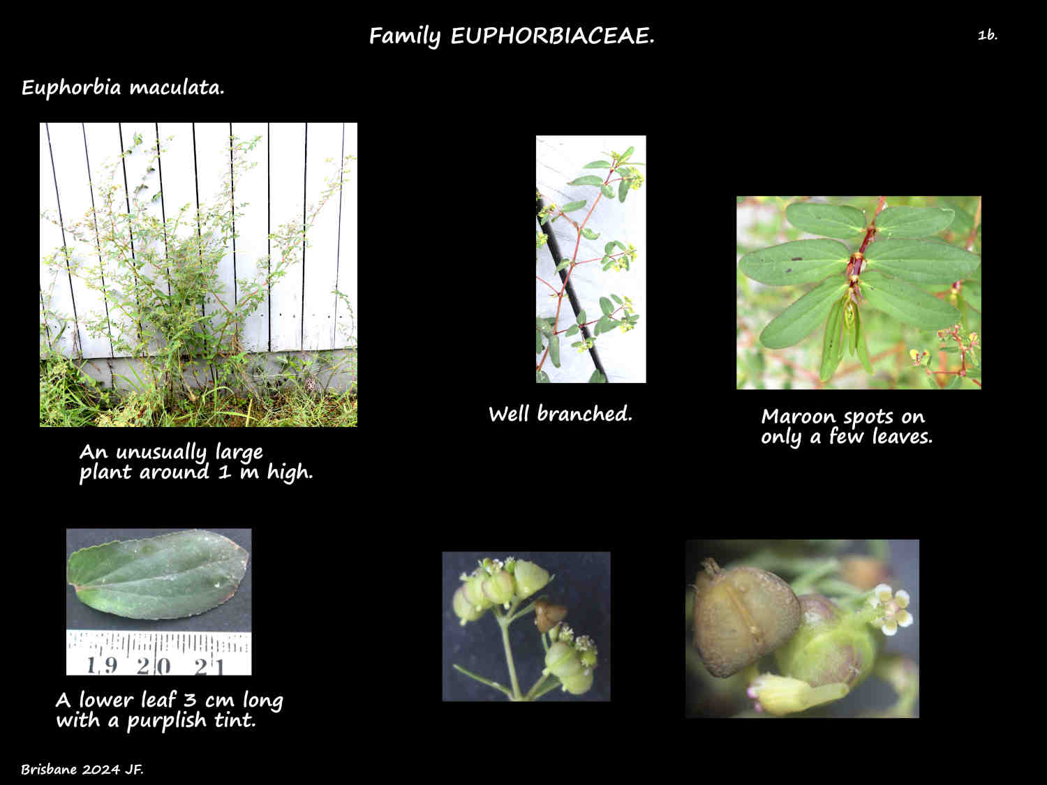 1b A large Euphorbia maculata plant