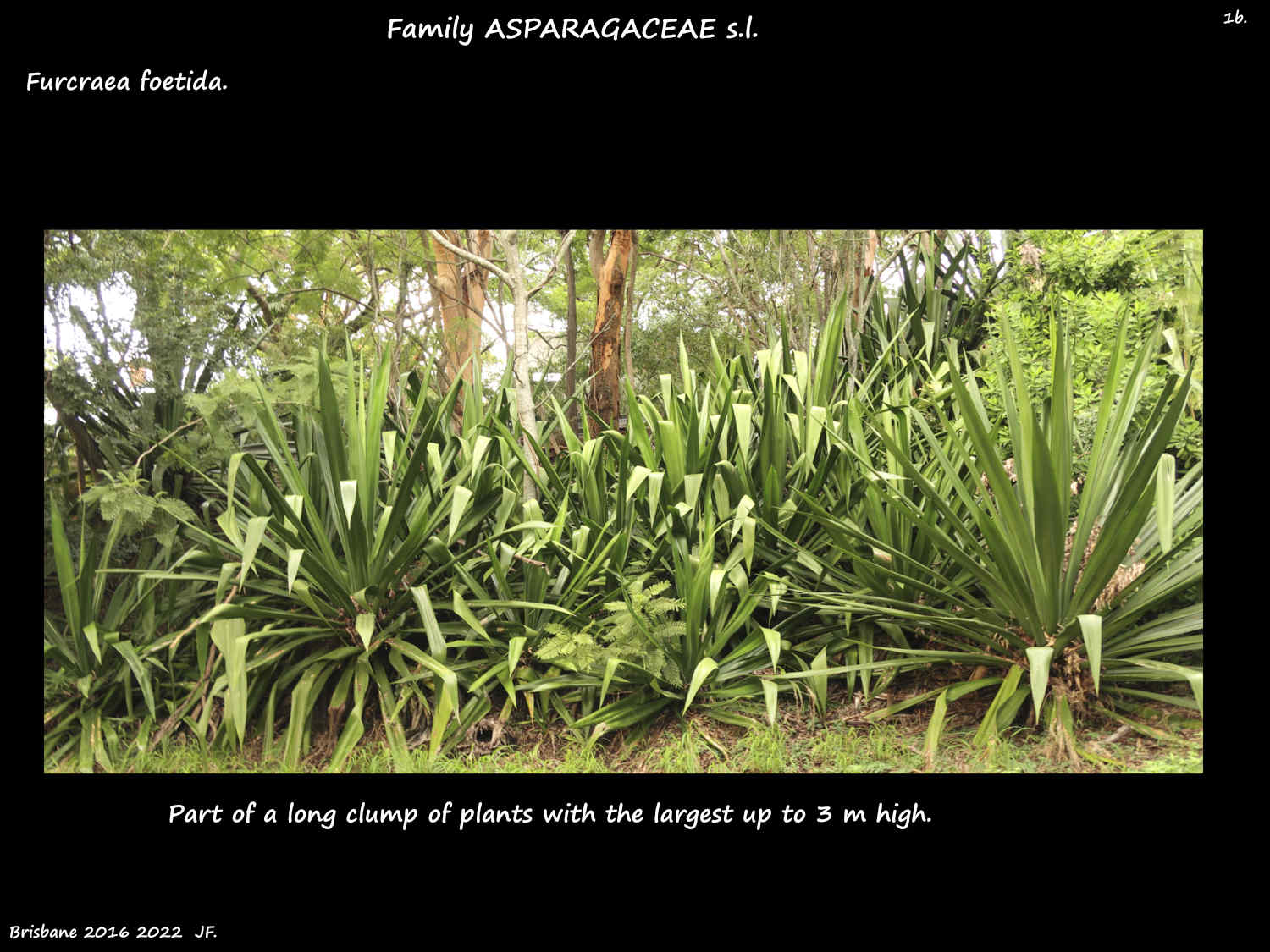 1b A large clump of Furcraea foetida plants