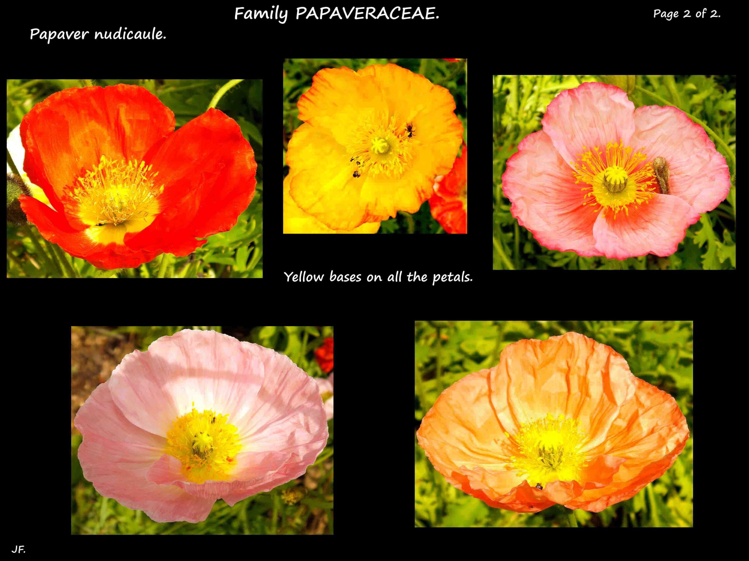 1b Iceland poppy flowers